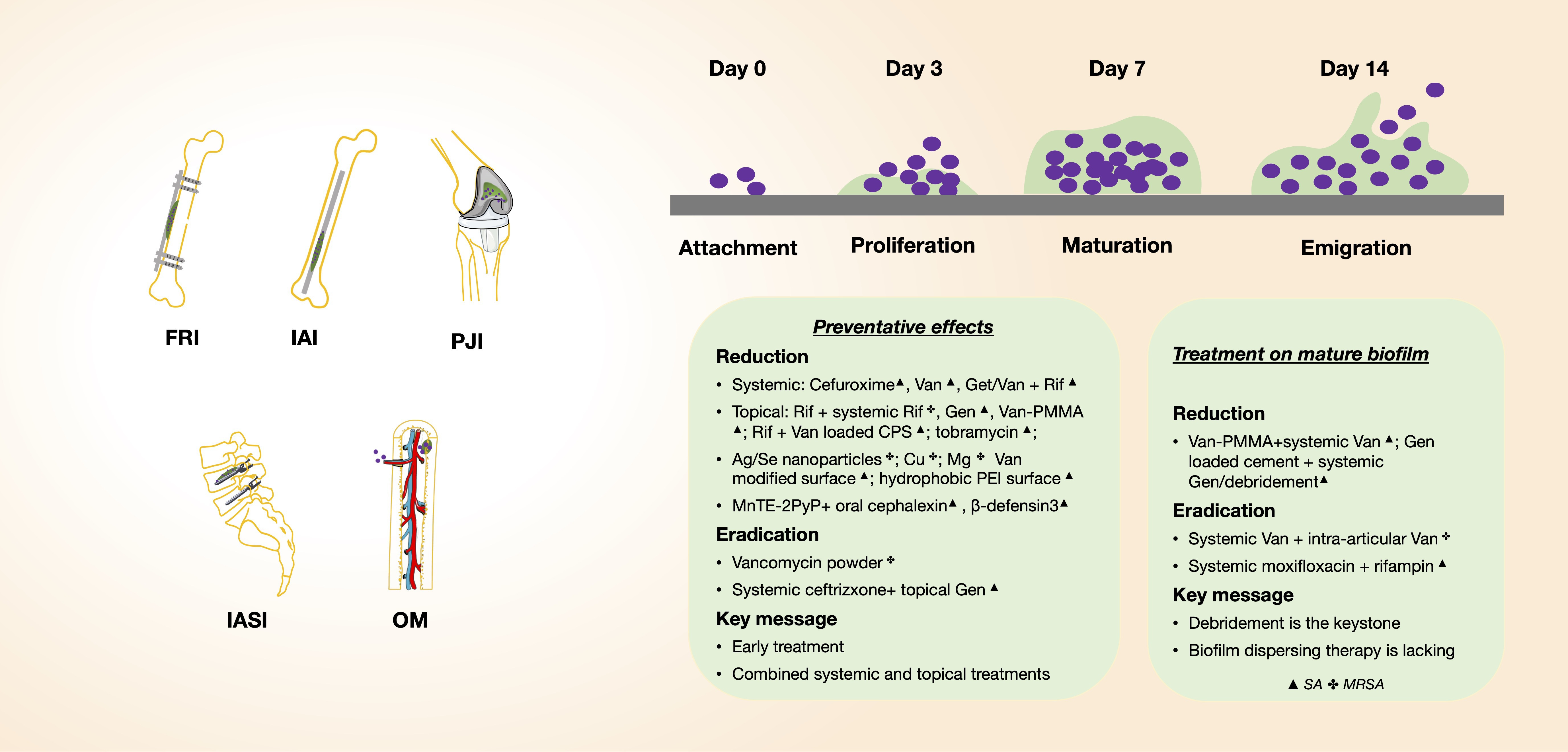 Fig. 2 
            A summary of the animal models, biofilm development, and therapeutic effects against Staphylococcus aureus (SA) and methicillin-resistant S. aureus (MRSA). CPS, calcium phosphate scaffold; FRI, fracture-related infection; Gen, gentamicin; IASI, implant-associated spinal infection model; OM, osteomyelitis; PJI, periprosthetic joint infection; PMMA, polymethyl methacrylate; Rif, rifampin; Van, vancomycin.
          