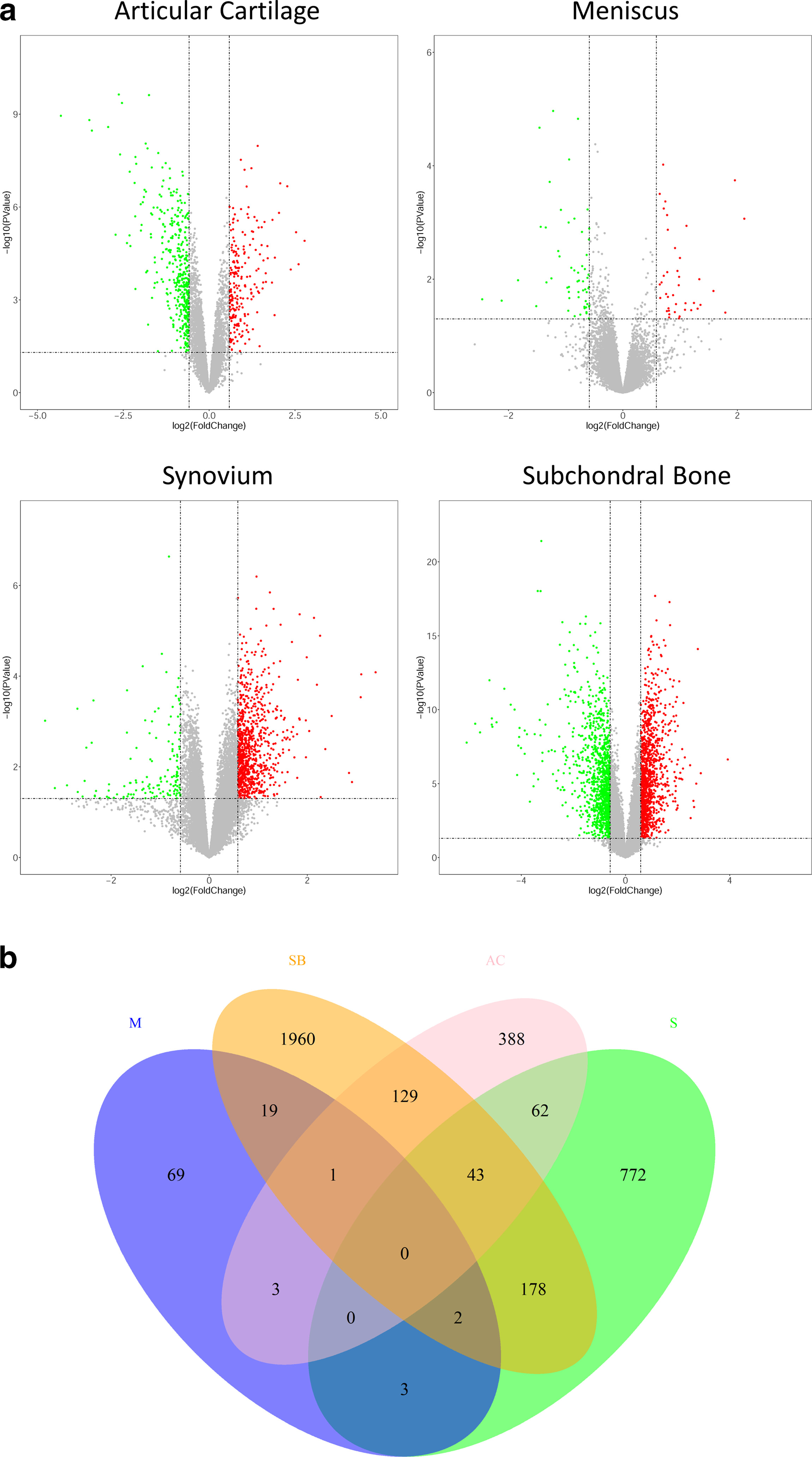 Fig. 2 
            Statistics of differentially expressed genes in all tissues. a) Volcano plot. Red dots indicate upregulated genes and green dots indicate downregulated genes. b) Venn diagram of differentially expressed genes in the four tissues. AC, articular cartilage; M, meniscus; S, synovium; SB, subchondral bone.
          