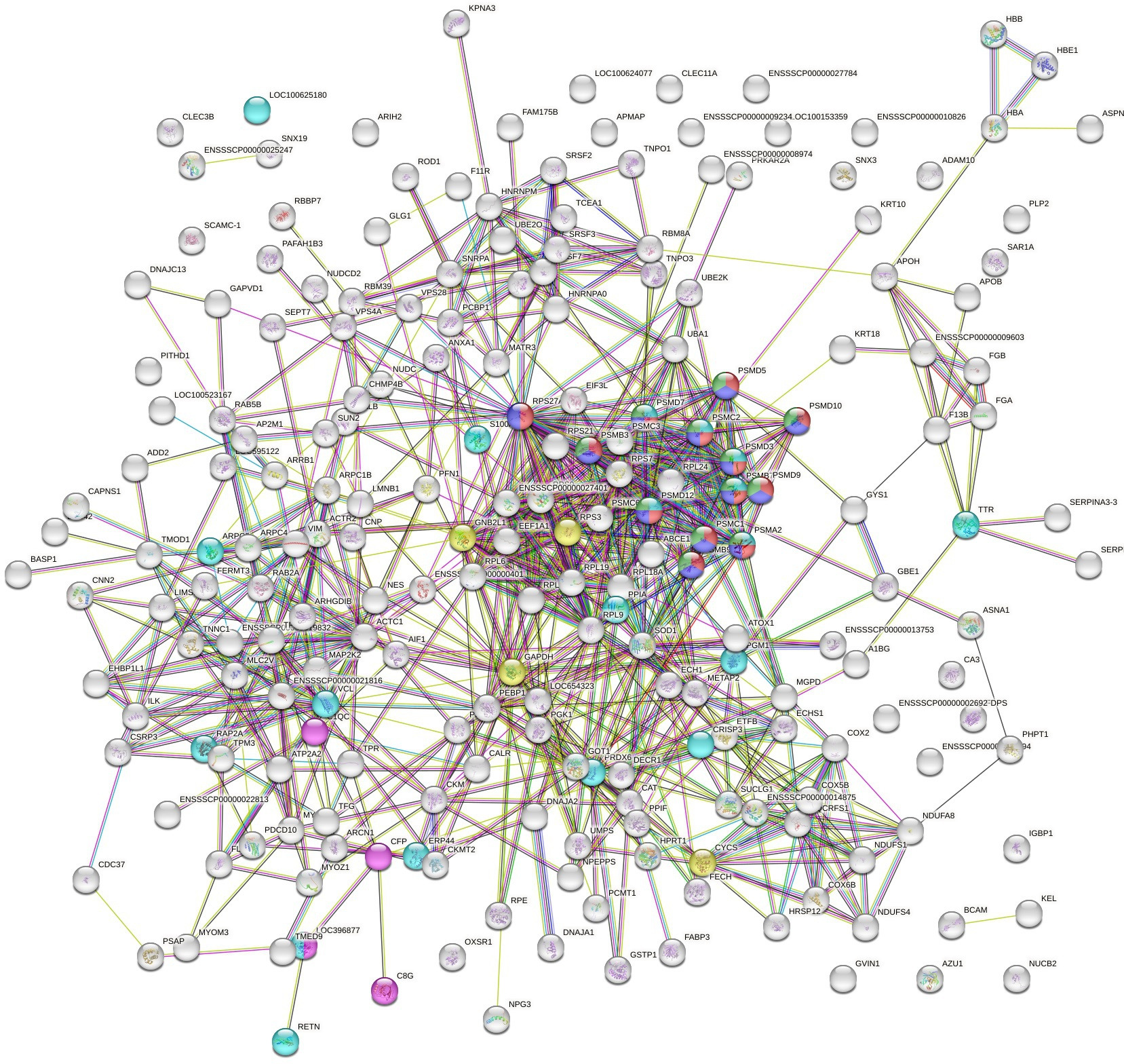 Fig. 2 
            Protein interaction network made with Search Tool for the Retrieval of Interacting Genes (STRING), visualized with Cytoscape. The depicted protein-interaction network contains the full fracture haematoma proteome from both treatment groups. Proteins that correspond with pathways involved in fracture healing in relation to the multiple trauma animal model have been highlighted. Purple = complement system activation and functioning; turquoise = neutrophil functioning; Red = osteogenic marker gene expression; Blue = cellular proliferation; Green = inflammatory regulation and osteoclastogenesis; Yellow = apoptosis. Coloured lines between the nodes correspond to a specific interaction. Turquoise = known interactions from curated databases; Purple = known interactions experimentally determined; Green = predicted interactions by gene neighborhood; Red = predicted interactions by gene fusions; Blue = predicted interactions by gene co-occurrence; Yellow = acquired by text mining; Black = assigned by co-expression.
          