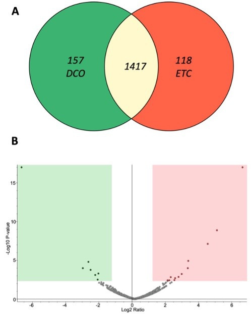 Fig. 3 
            Venn diagram and volcano plot. a) The Venn diagram displays 1,417 proteins that were identified in the fracture haematoma samples of both the damage control orthopaedics (DCO; green) and early total care (ETC; red) groups. A total of 157 and 118 proteins were exclusively detected in the DCO and ETC groups, respectively. b) The volcano plot illustrates the significantly differentially abundant proteins in the DCO and ETC groups, and plots the –log10 (corrected p-value) against the log2 ratio (abundance ratio).
          