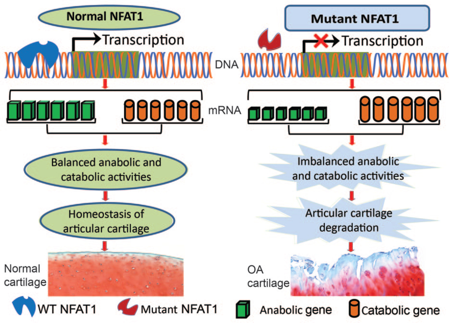 Fig. 5 
          A diagram showing the possible regulatory role of nuclear factor of activated T cells 1 (NFAT1) in the maintenance of articular cartilage (AC) homeostasis and the molecular mechanism of NFAT1 deficiency-induced cartilage degradation. The wild-type (WT) NFAT1 protein binds to the promoter region and regulates the expression of specific anabolic and catabolic genes in WT chondrocytes, and possibly also in synovial cells. In contrast, the mutant NFAT1 protein loses the ability to bind to the promoter or regulate the expression of its target genes, which leads to cartilage degradation and predisposes affected joints to osteoarthritis (OA).
        