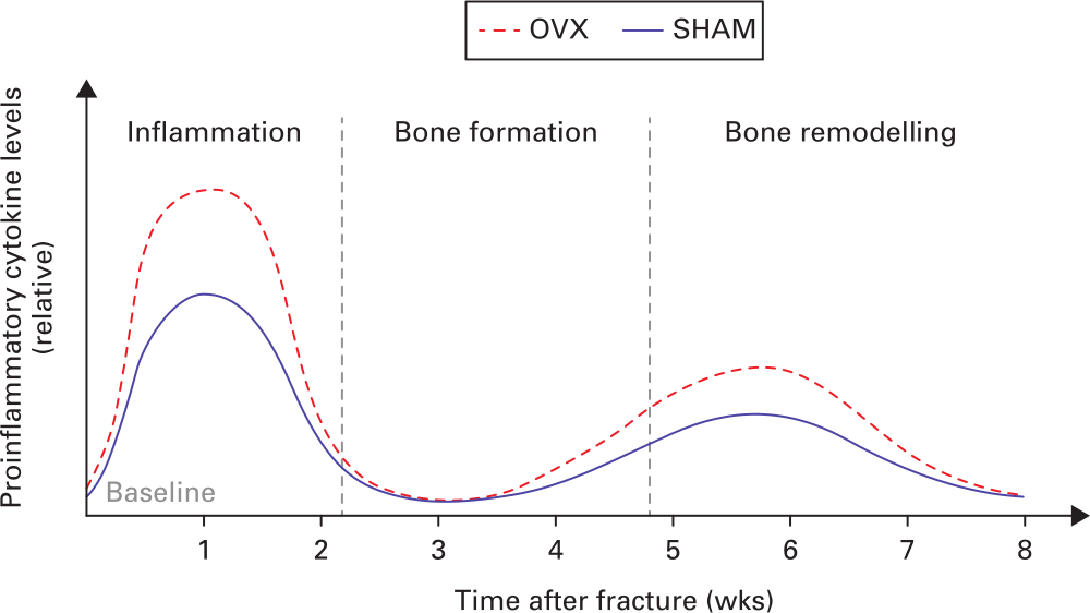 Fig. 2 
          Schematic diagram depicting the relative levels of systemic proinflammatory cytokines of normal and osteoporotic fracture healing. OVX, ovariectomy; SHAM, normal control.
        
