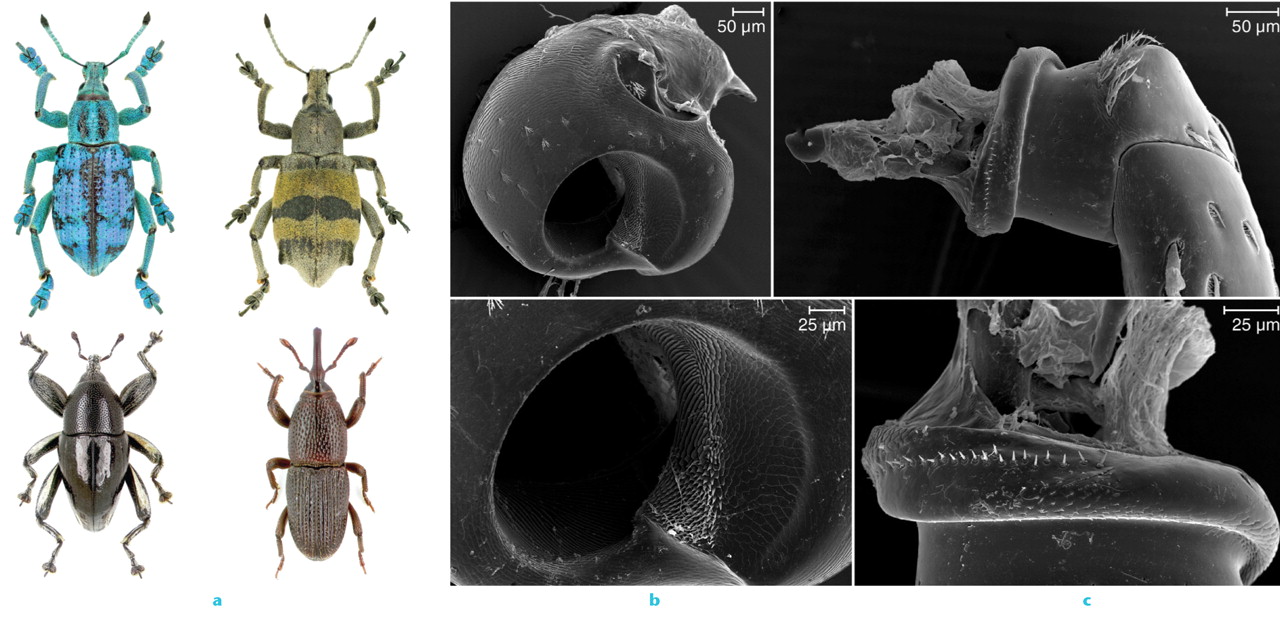 Fig. 1 
        Papuan weevils (a) have a hip joint that functions as a bolt - the trochanteric or leg portion (c) screwing into a nut, the coxa or trunk portion (b). Reconstructions made from micro CT scans (from van de Kamp et al3., with permission from American Association for the Advancement of Science).
      