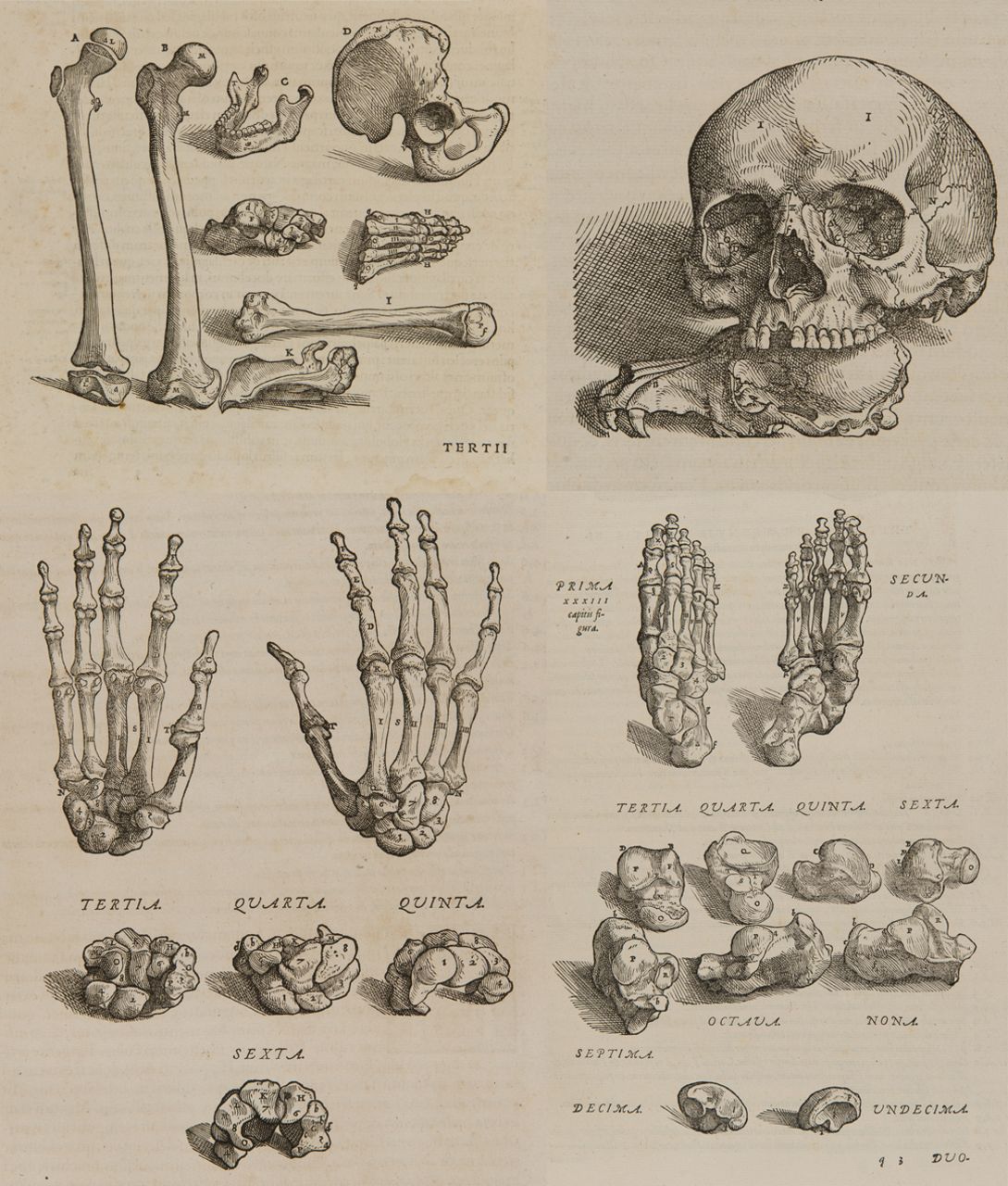 Fig. 2 
            Original anatomical illustrations of the osteology from Andreas Vesalius’ work entitledDe humani corporis fabrica libri primus (1555).8 Courtesy of University Library of Groningen, special collections (uklu KW C 569).
          