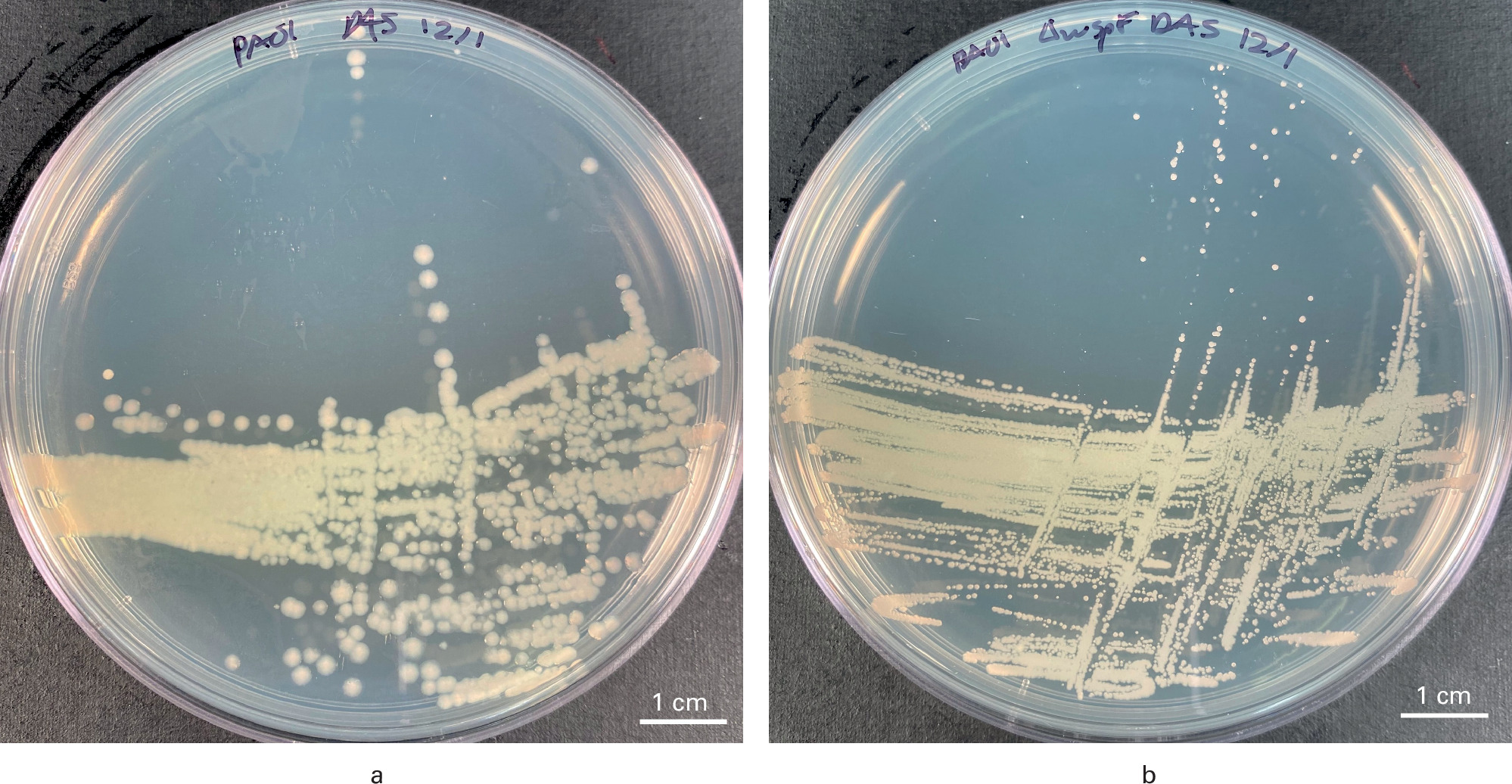 Fig. 1 
            Differences in morphotype wild-type and small colony variants (SCVs) of Pseudomonas aeruginosa. a) The Luria Broth (LB) agar plate shows large, round homogenous colonies of wild-type P. aeruginosa. b) The LB agar plate shows very small, pinpoint SVCs.
          