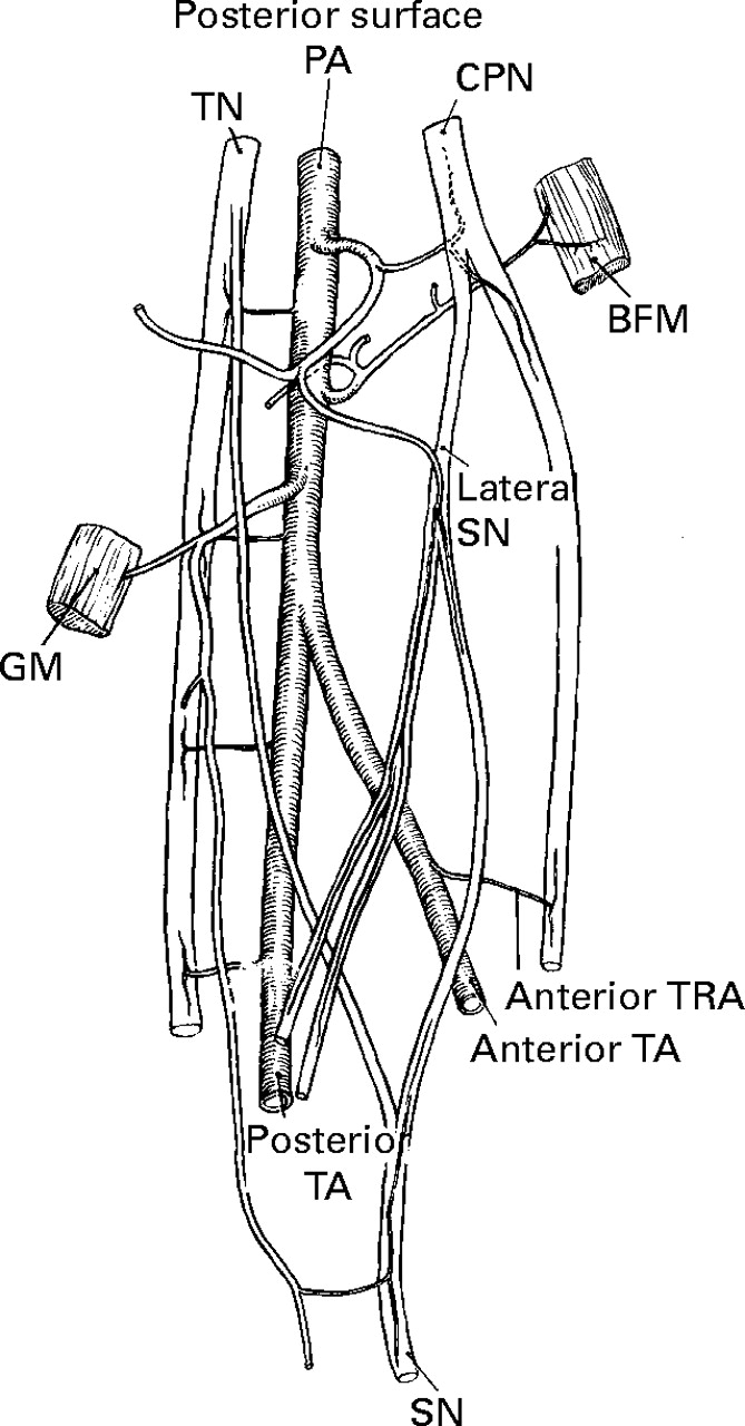 The blood supply of the common peroneal nerve in the popliteal fossa ...