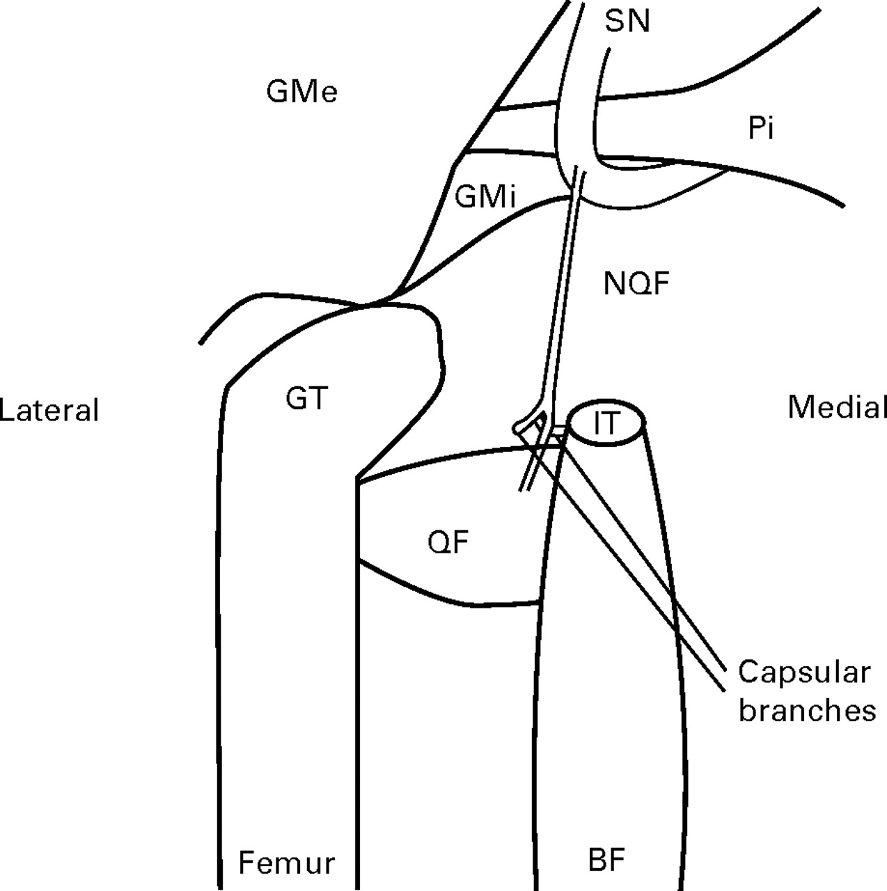 The internervous safe zone for incision of the capsule of the hip ...