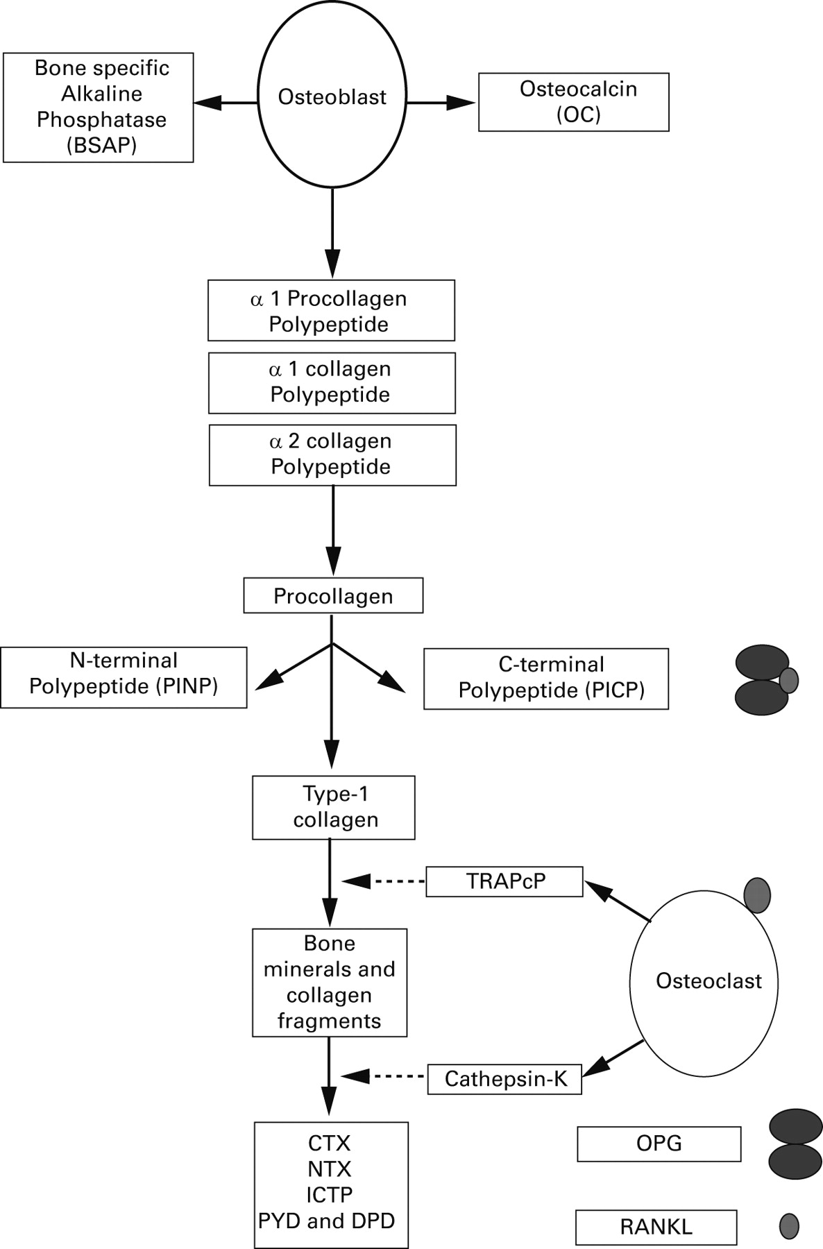 Pdf Structural Role Of Osteocalcin And Its Modification In Bone