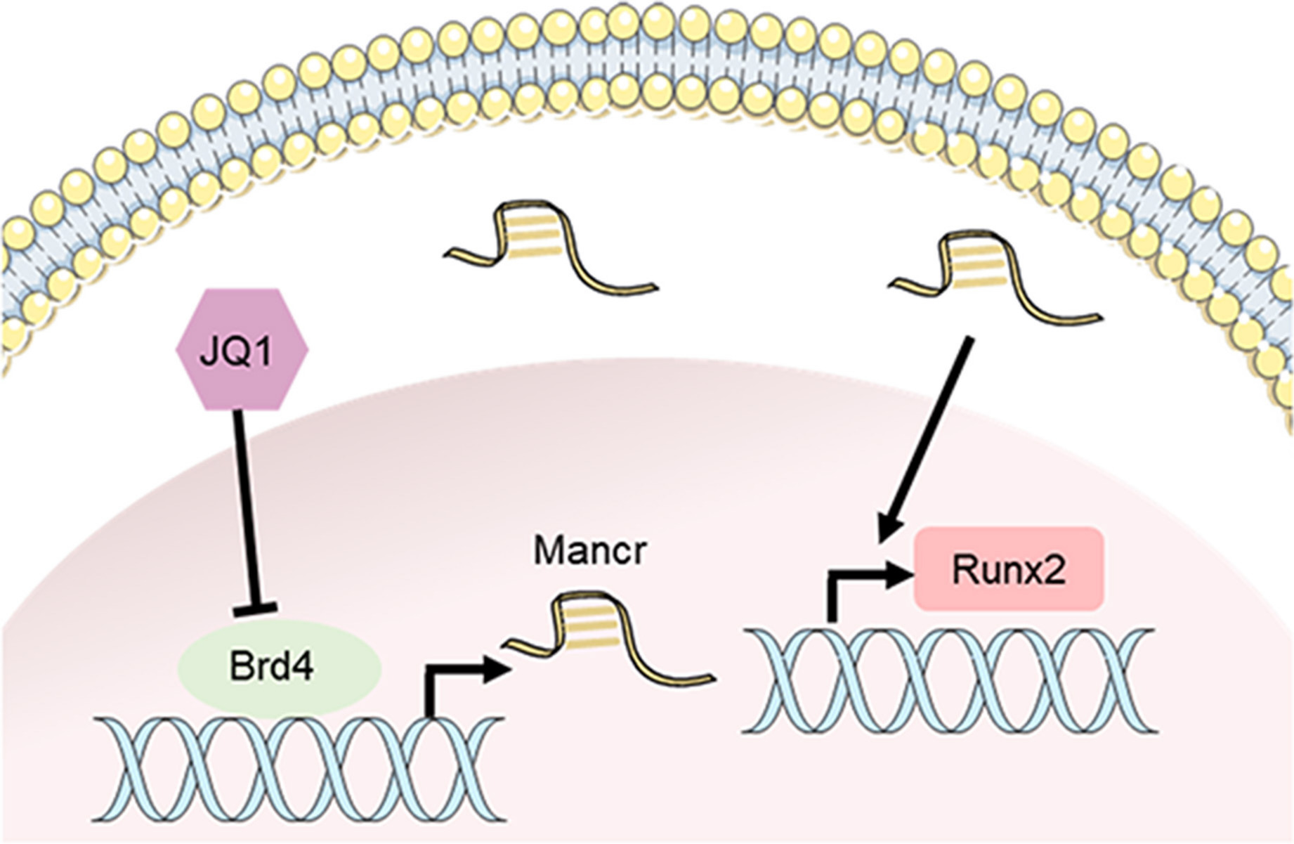 Fig. 6 
            Schematic presentation of inhibition of Brd4-Mancr-Runx2 signalling by JQ1 suppresses osteogenesis. Schematic diagram illustrating the mechanism of JQ1 suppressing heterotopic osteogenesis. Mancr, mitotically associated long non-coding RNA.
          