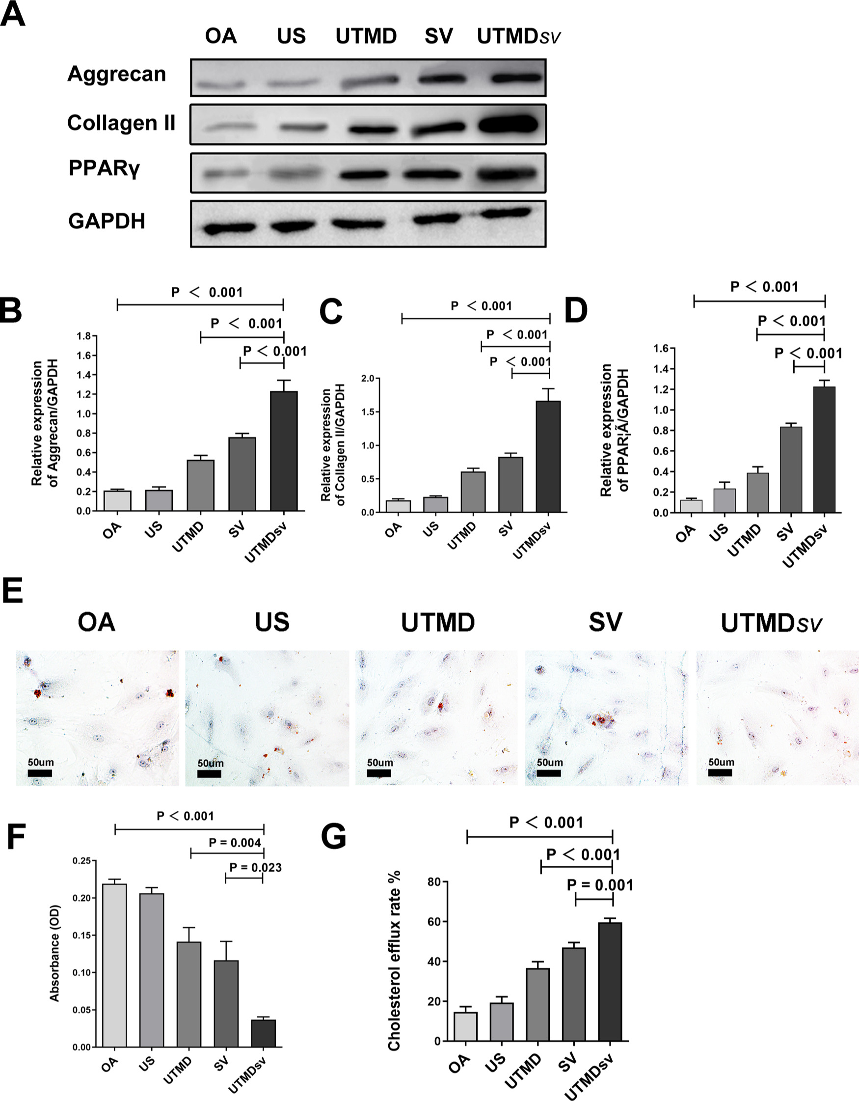 Fig. 2 
            Effects of UTMDsv on cartilage metabolism and lipid metabolism. a) to d) Representative Western blot and quantification of aggrecan, collagen II, and PPARγ, relative to glyceraldehyde-3-phosphate dehydrogenase (GAPDH) in osteoarthritis (OA) chondrocytes after treatment with ultrasound (US), US-targeted microbubble destruction (UTMD), simvastatin (SV), and US-targeted simvastatin-loaded microbubble destruction (UTMDsv). e) Representative oil red images; scale bar = 50 μm. f) Triglyceride levels were quantified in chondrocytes by measuring absorbance at 490 nm. g) The difference in cholesterol efflux rate between groups.
          