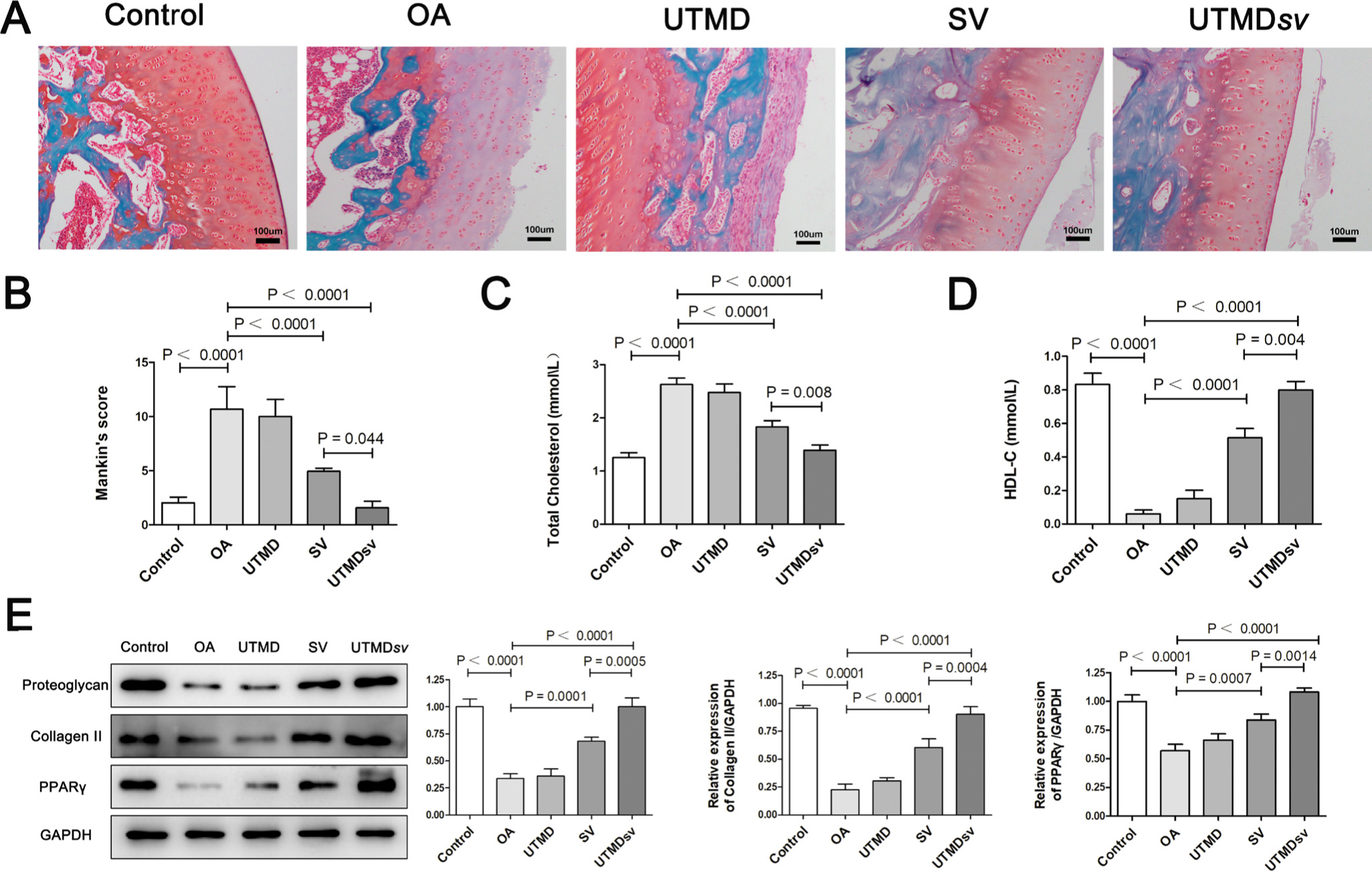 Fig. 4 
            Effects of ultrasound-targeted simvastatin-loaded microbubble destruction (UTMDSV) on cholesterol regulation and cartilage metabolism in osteoarthritic (OA) rabbit. Animals were respectively treated with UTMD, SV, and UTMDSV every seven days for four weeks. Equivalent saline was administered into the control and OA groups. a) and b) The representative safranin-O images and Mankin scoring of OA parameters (n = 3). c) and d) The levels of total cholesterol (TC) and high-density lipoprotein cholesterol (HDL-C) in rabbit knee synovial fluid were detected by an enzyme-marker assay. e) Western blot and quantification of aggrecan, collagen II, and peroxisome proliferator-activated receptor (PPARγ) relative to glyceraldehyde 3-phosphate dehydrogenase (GADPH) (n = 3).
          