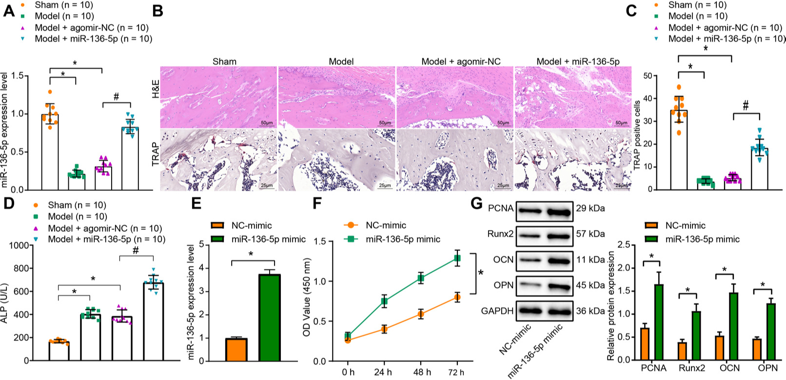 Fig. 1 
            miR-136-5p overexpression promotes osteogenic differentiation in vivo and in vitro. a) Reverse transcription quantitative polymerase chain reaction (RT-qPCR) detection of the expression of miR-136-5p in callus tissues of mice in each group; b) haematoxylin & eosin (HE) staining (× 200) and tartrate-resistant acid phosphatase (TRAP) staining (× 400) of bone healing situation of mice in each group; c) quantitative TRAP analysis of the number of positively stained osteoclasts in mice in each group; d) the disodium phenyl phosphate microplate method detection of the activity of alkaline phosphatase (ALP) in serum of mice in each group; e) RT-qPCR detection of the expression of microRNA (miR)-136-5p in MC3T3-E1 cells overexpressing miR-136-5p; f) Cell counting kit (CCK)-8 detection of the proliferation rate of MC3T3-E1 cells overexpressing miR-136-5p; g) Western blot detection of the protein expression of proliferating cell nuclear antigen (PCNA), Runt-related transcription factor 2 (Runx2), osteocalcin (OCN), osteopontin (OPN), and glyceraldehyde-3-phosphate dehydrogenase (GAPDH) in MC3T3-E1 cells overexpressing miR-136-5p. * indicates p < 0.05 compared with sham group or NC -mimic group and # indicates p < 0.05 compared with Model + agomir-NC. Measurement data were presented as mean and standard deviation. Unpaired t-test was used for data comparison between two groups. Data comparisons among multiple groups were performed using one-way analysis of variance (ANOVA) with Tukey’s post hoc test. Data comparison among groups at different timepoints was performed by repeated measures ANOVA with Bonferroni’s post hoc test. N = 10. The experiment was repeated three times.
          