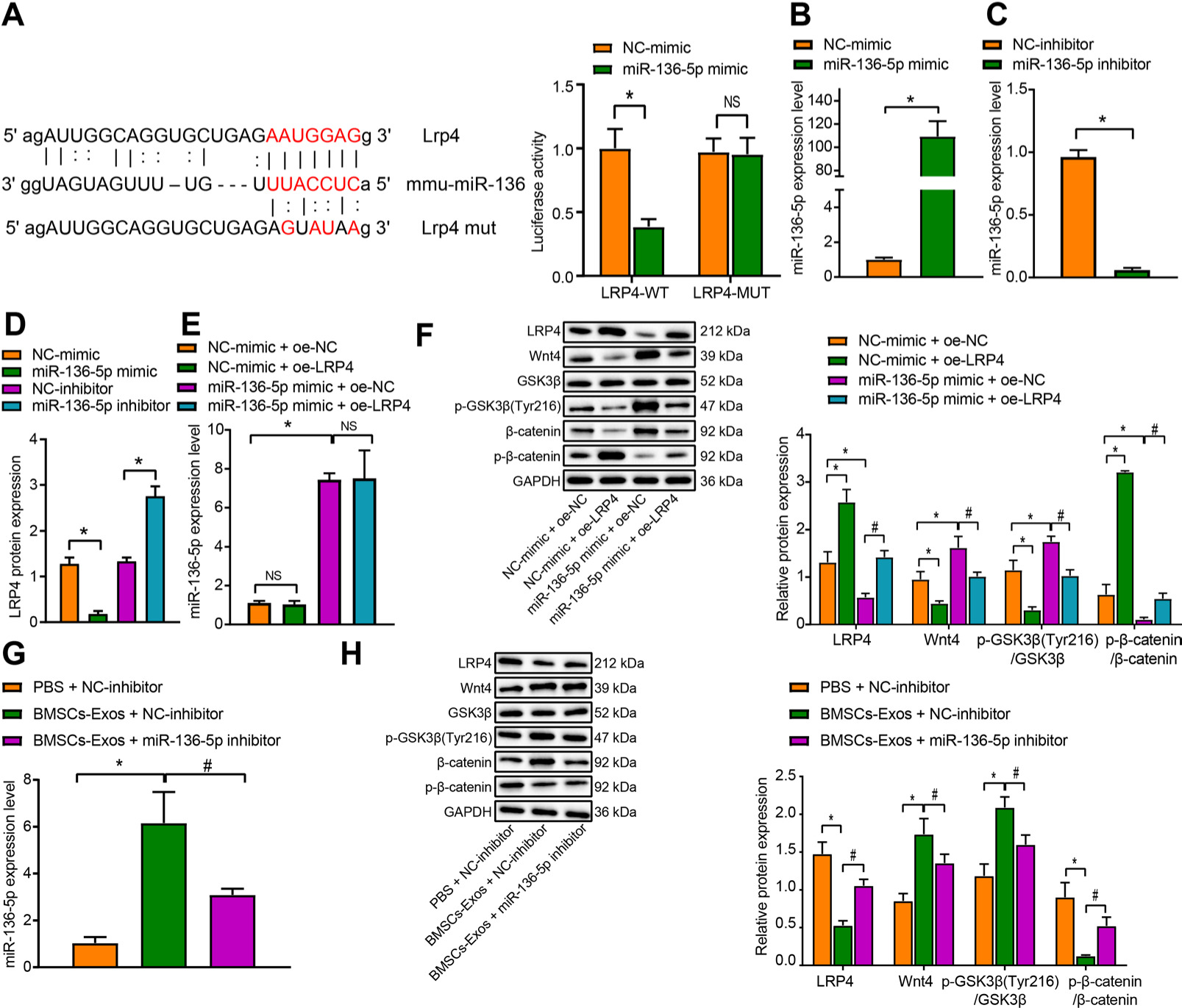 Fig. 4 
            MicroRNA (miR)-136-5p activates the Wnt/β-catenin pathway by targeting low-density lipoprotein receptor related protein 4 (LRP4). a) miR-136-5p binding sites in the LRP4 3’-untranslated region (3’-UTR) predicted by the TargetScan website, and binding of miR-136-5p to LRP4 confirmed by dual luciferase reporter gene assay in HEK293 cells; b) reverse transcription quantitative polymerase chain reaction (RT-qPCR) detection of the transfection efficiency of miR-136-5p mimic in MC3T3-E1 cells; c) RT-qPCR detection of the transfection efficiency of miR-136-5p inhibitor in MC3T3-E1 cells; d) Western blot detection of the protein expression of LRP4 in MC3T3-E1 cells with miR-136-5p overexpression or silencing; e) RT-qPCR detection of the expression of miR-136-5p in MC3T3-E1 cells transfected with miR-136-5p mimic, oe-LRP4, or both; f) Western blot detection of the expression of LRP4 and Wnt/β-catenin pathway related proteins in MC3T3-E1 cells transfected with miR-136-5p mimic, oe-LRP4, or both; g) RT-qPCR detected the expression of miR-136-5p in MC3T3-E1 cells treated with BMSC-Exos or in combination with miR-136-5p inhibitor; h) Western blot detection of the expression of LRP4 and Wnt/β-catenin pathway related proteins in MC3T3-E1 cells treated with BMSC-Exos or in combination with miR-136-5p inhibitor. # indicates p < 0.05, and non-significant (NS) represents p > 0.05. Measurement data were presented as mean and standard deviation. Unpaired t-test was used for data comparison between two groups while data comparisons among multiple groups were performed using one-way analysis of variance (ANOVA) with Tukey’s post hoc test. Data comparison among groups at different timepoints was performed by repeated measurement ANOVA with Bonferroni’s post hoc test. The experiment was repeated three times. MUT, mutant; PBS, phosphate-buffered saline; WT, wild type.
          