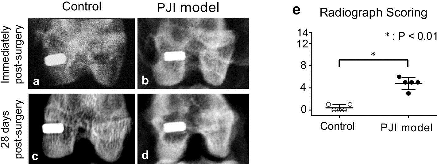 Fig. 4 
            Radiological evidence of osteomyelitis. Representative radiographs of rabbit knees and implants immediately after surgery (a and b) and 28 days after surgery (c and d) in the control aseptic screw group (a and c) and chronic periprosthetic joint infection (PJI) group (b and d). e) Radiological scoring of rabbits in the control and PJI groups at 28 days (n = 5/group). *p < 0.01 versus control aseptic screw group, paired t-test.
          