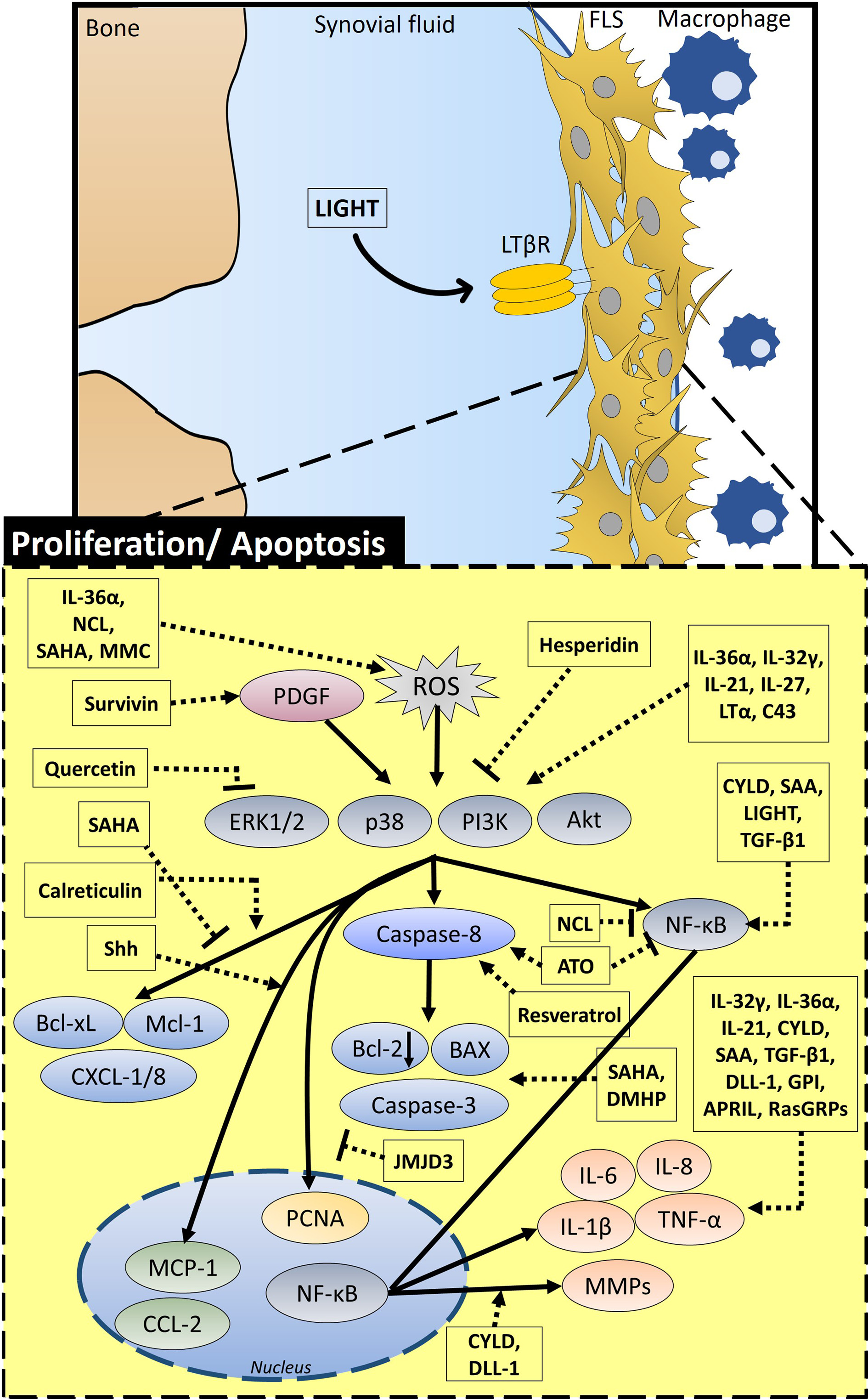 Fig. 1 
          Schematic diagram of the overall signalling mechanism and related factors of proliferative and apoptotic modulation in the fibroblastic synoviocytes (FLS) of rheumatoid arthritis (RA). Proliferation and apoptosis in FLS are regulated by various signalling factors. IL-36α, NCL, SAHA, and MMC increase reactive oxygen species (ROS) and survivin activates platelet-derived growth factor (PDGF) signalling. PDGF and ROS affect extracellular signal‑regulated protein kinase 1/2 (ERK1/2), p38, phosphoinositide 3-kinase (PI3K), and protein kinase B (Akt) signalling. SAHA inhibits B-cell lymphoma-extra large (Bcl-xL) and myeloid cell leukemia-1 (Mcl-1) expression. NCL inhibits nuclear factor kappa-B (NF-κB). Quercetin and hesperidin inhibit extracellular signal-regulated kinase (ERK)/PI3K/Akt signalling, whereas IL-36α, IL-32γ, IL-21, IL-27, LTα, and C43 activate this signalling. While calreticulin stimulates Bcl-xL, Mcl-1, and C-X-C motif chemokine ligand (CXCL)-1/8 through this signalling, ATO and resveratrol enhance caspase-8 activity, and CYLD, SAA, LIGHT, and TGF-β1 activate NF-κB signalling. In the nucleus, Shh activates MCP-1 and CYLD and DLL-1 increase MMPs and IL-1β through NF-κB signalling. GPI, APRIL, and RasGRPs increase inflammatory factors such as TNF-α and IL-8. JMJD3 inhibits the activity of PCNA in the nucleus. SAHA and DMHP enhance expression of Bcl-2-associated X protein (BAX) and caspase-3, and they also attenuate Bcl-2 expression. LIGHT, lymphotoxin-like, herpes simplex virus glycoprotein D, a receptor expressed by T lymphocytes; LTα, lymphotoxin α; APRIL, a proliferation-inducing ligand; Shh, Sonic hedgehog; GPI, glucose-6-phosphate isomerase; IL, interleukin; JMJD3, Jumonji C family of histone demethylases; CYLD, cylindromatosis; RasGRPs, Ras guanine nucleotide-releasing proteins; TGF-β1, transforming growth factor-β1; SAA, serum amyloid A; DLL-1, δ like Notch ligand 1; C43, compound 43; ATO, arsenic trioxide; DMHP, 7,3'-dimethoxy hesperetin; NCL, niclosamide; MMC, mitomycin C; MCP-1, monocyte chemoattractant protein-1; SAHA, suberoylanilide hydroxamic acid; PCNA, proliferating cell nuclear antigen.
        