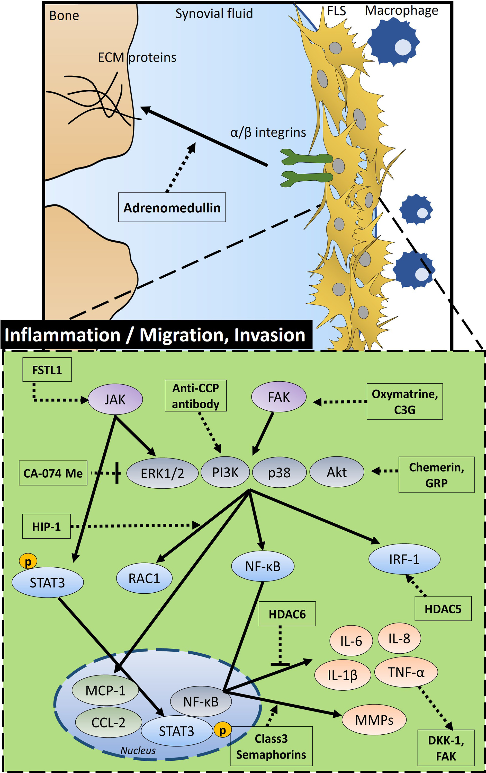 Fig. 2 
          Schematic diagram of the overall signalling mechanism and related factors of inflammatory activity, migration, and invasion in the fibroblastic synoviocytes (FLS) of rheumatoid arthritis (RA) FSTL1 stimulates JAK signalling. Oxymatrine and C3G enhance FAK signalling. Anti-CCP antibody activates PI3K. JAK induces activation of extracellular signal‑regulated protein kinase 1/2 (ERK1/2) and pSTAT3, FAK activates phosphoinositide 3-kinase (PI3K), p38, and protein kinase B (Akt) signalling. Chemerin and GRP activate PI3K/Akt signalling, but CA-074Me inhibits this signalling. HIP-1 activates RAC1 and HDAC5 activates interferon regulatory factor 1 (IRF-1) through PI3K/Akt signalling. HDAC6 inhibits inflammatory factors such as interleukin (IL)-6 and tumour necrosis factor-α (TNF-α) through nuclear factor kappa-B (NF-κB) transcription in the nucleus, whereas class 3 semaphorins increase levels of matrix metalloproteinases (MMPs). In addition, increased TNF-α enhances DKK-1 and FAK. This signalling is involved in the inflammation, migration, and invasion of FLS. C3G, cyanidin-3-glucoside; DKK-1, Dickkopf-1; FAK: integrin-related focal adhesion kinase; pSTAT3: phosphorylated signal transducer and activator of transcription 3; GRP, gastrin-releasing peptide; HIP-1, Huntingtin-interacting protein-1; HDAC, histone deacetylase; FSTL1, follistatin-like protein 1; ECM proteins, extracellular matrix proteins; anti-CCP, anti-cyclic citrullinated peptide.
        