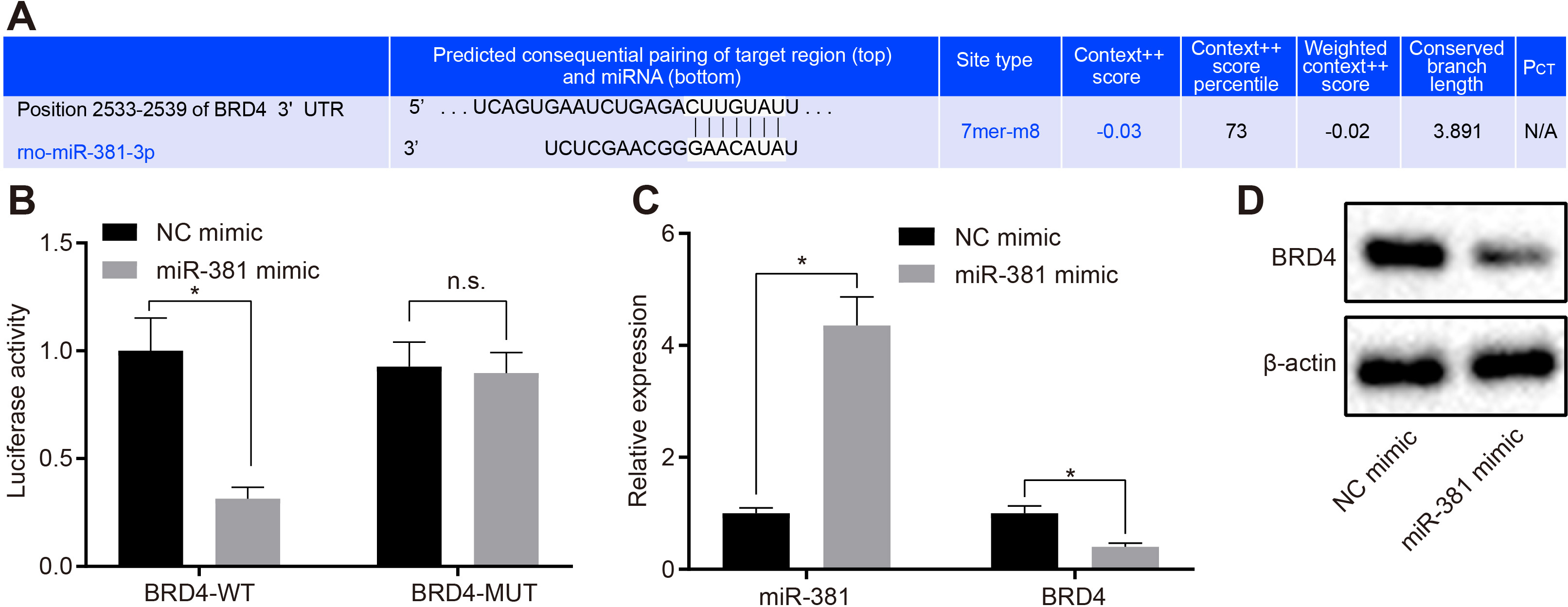 Fig. 2 
            MicroRNA-381 (miR-381) inhibited the expression of bromodomain-containing protein 4 (BRD4) in dorsal root ganglia (DRG) cells. a) miRNA.org was used to predict and analyze the target binding sites between miR-381 and BRD4. b) The relationship between miR-381 and three prime untranslated (3’UTR) region of BRD4 in Homo sapiens embryonic kidney (HEK)293T cells was detected by dual-luciferase reporter assay. c) Quantitative reverse transcription polymerase chain reaction (RT-qPCR) was used to detect the expression of miR-381 and BRD4 in DRG cells transfected with indicated plasmids. d) Western blot analysis was used to detect the expression of BRD4 in DRG cells transfected with indicated plasmids and β-actin was taken as internal parameter. Measurement data were expressed as means and SDs. The independent-samples t-test was used to compare the data between two groups. Results were representative of three individual experiments. *p < 0.05 versus the NC mimic. miRNA, microRNA; n.s., not significant (p > 0.05); PCT, conservative targeting probability.
          
