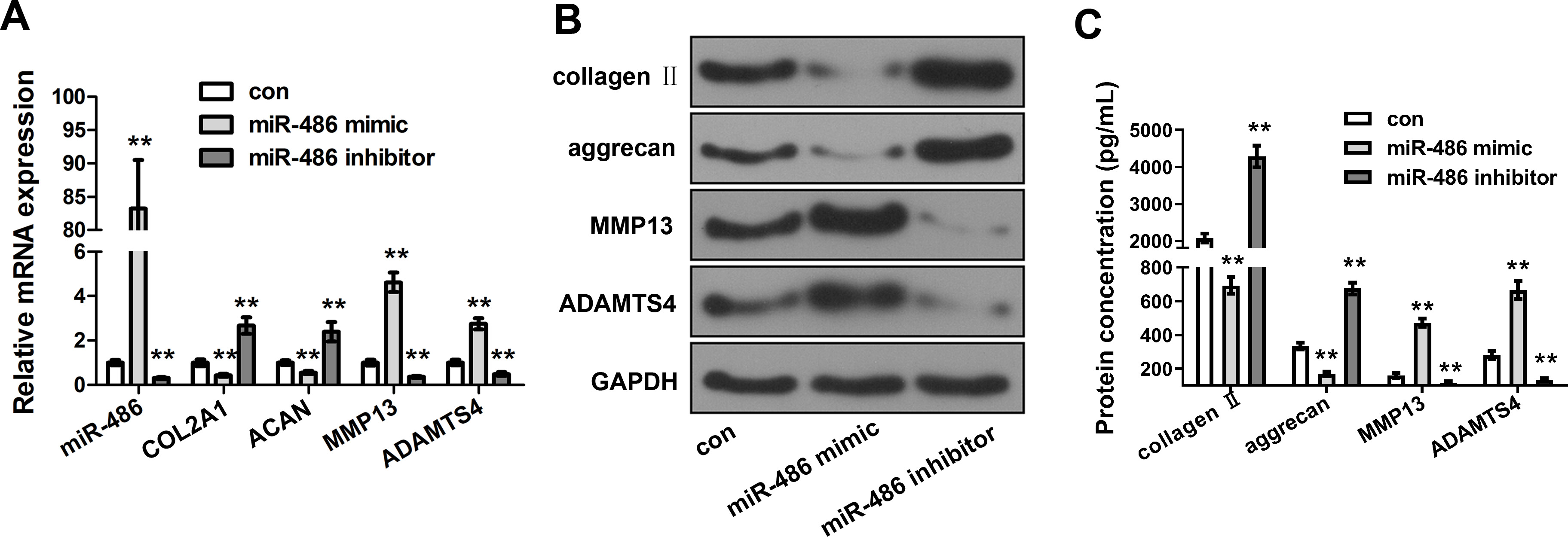 Fig. 2 
            Relationship between microRNA 486 (miR-486) and extracellular matrix (ECM) metabolism of SW1353 cells. a) and b) Detection of the messenger RNA (mRNA) and protein expressions of miR-486, collagen, type II, alpha 1 (COL2A1), aggrecan (ACAN), matrix metalloproteinase (MMP)-13, and ACANase 4 (ADAMTS4) by quantitative real-time polymerase chain reaction (qRT-PCR) (a) and Western blotting (b). c) Detection of the secretions of COL2A1, aggrecan, MMP-13, and ADAMTS4 by enzyme-linked immunosorbent assay (ELISA). Compared with the control group (con), **p < 0.01, independent-samples t-test. GAPDH, glyceraldehyde 3-phosphate dehydrogenase.
          