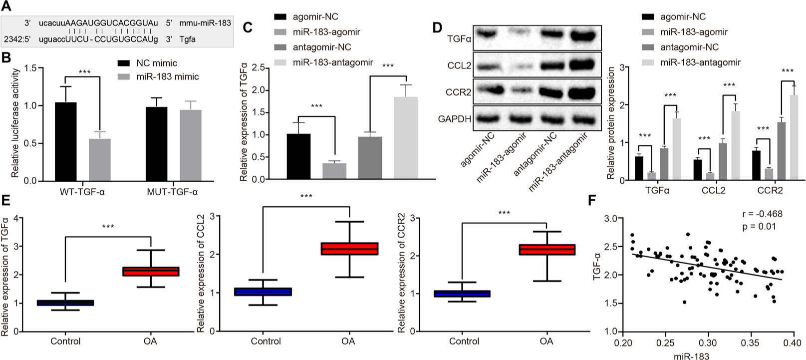 Fig. 3 
            Transforming growth factor α (TGFα) expression and C-C motif chemokine ligand 2 (CCL2)/C-C chemokine receptor type 2 (CCR2) signalling were inhibited by microRNA-183 (miR-183). a) Predicted miR-183 binding site in the TGFα three prime untranslated region (3'UTR). b) Dual luciferase reporter assay confirmed the direct binding of miR-183 and TGFα; the experiment was repeated three times. c) TGFα expression in mouse dorsal root ganglia (DRG) evaluated by quantitative reverse transcription polymerase chain reaction (RT-qPCR); n = 8 mice in each group. d) Representative images and quantitative analysis of immunoblotting of TGFα, CCL2, and CCR2 levels in mouse DRG; n = 8 mice in each group. e) Relative TGFα, CCL2, and CCR2 messenger RNA (mRNA) levels measured by RT-qPCR in samples from patients with osteoarthritis (OA); n = 95 patients. f) Correlation analysis of TGFα and miR-183 expression in patients with OA; n = 95 patients. ***p < 0.001. The results were measurement data, and expressed as means (standard deviation (SD)). Comparisons between two unpaired groups were analyzed using the independent-samples t-test. Comparisons among multiple groups were analyzed by analysis of variance (ANOVA), followed by Tukey’s post hoc test. GAPDH, glyceraldehyde-3-phosphate dehydrogenase; MUT, mutated; NC, negative control; WT, wild-type.
          