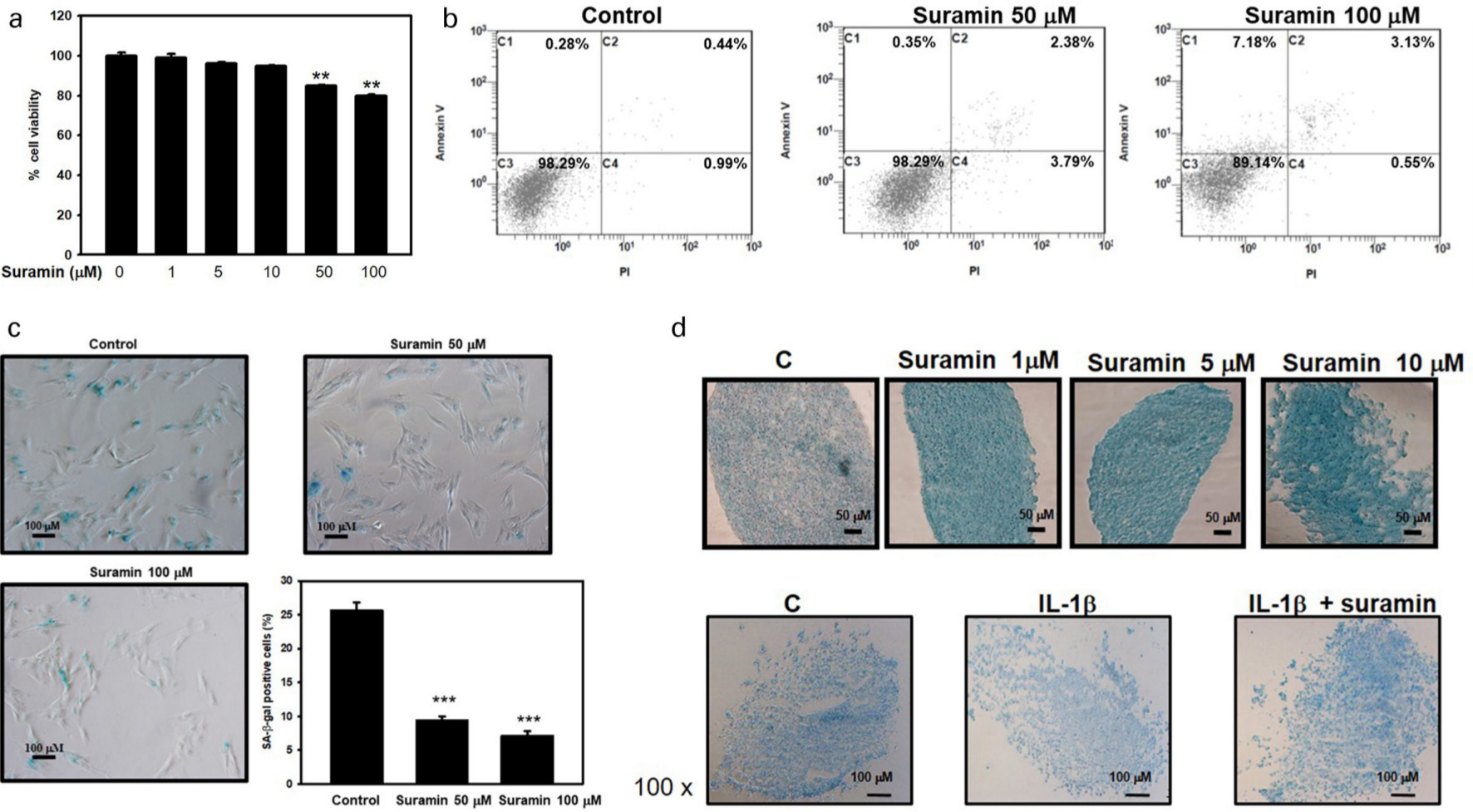 Fig. 1 
            Effect of suramin on cell viability and proteoglycan and glycosaminoglycan (GAG) expression in nucleus pulposus (NP) cells. a) The viability of suramin-treated NP cells, as measured by 3-(4,5-dimethylthiazol-2-yl)-2,5-diphenyltetrazolium bromide (MTT) assay at 72 hours (n = 3). b) NP cells were treated with or without suramin for 72 hours. The percentage of Annexin V/propidium iodide (PI)-positive cells was shown represented in the boxed region (n = 3). c) The NP cells were treated with various doses of suramin as indicated for 72 hours and the senescence-associated β-galactosidase (SA-β-gal) activity was detected. A representative photomicrograph of the SA-β-gal assay is shown. The percentages of β-galactosidase-positive cells (n each group were compared and are illustrated in the histogram (n = 6 in each experiment). d) Alcian blue staining was used to examine the effects of interleukin (IL)-1β and suramin on glycosaminoglycan expression in pellet culture of NP cells (n = 3). **p < 0.01, ***p < 0.001.
          