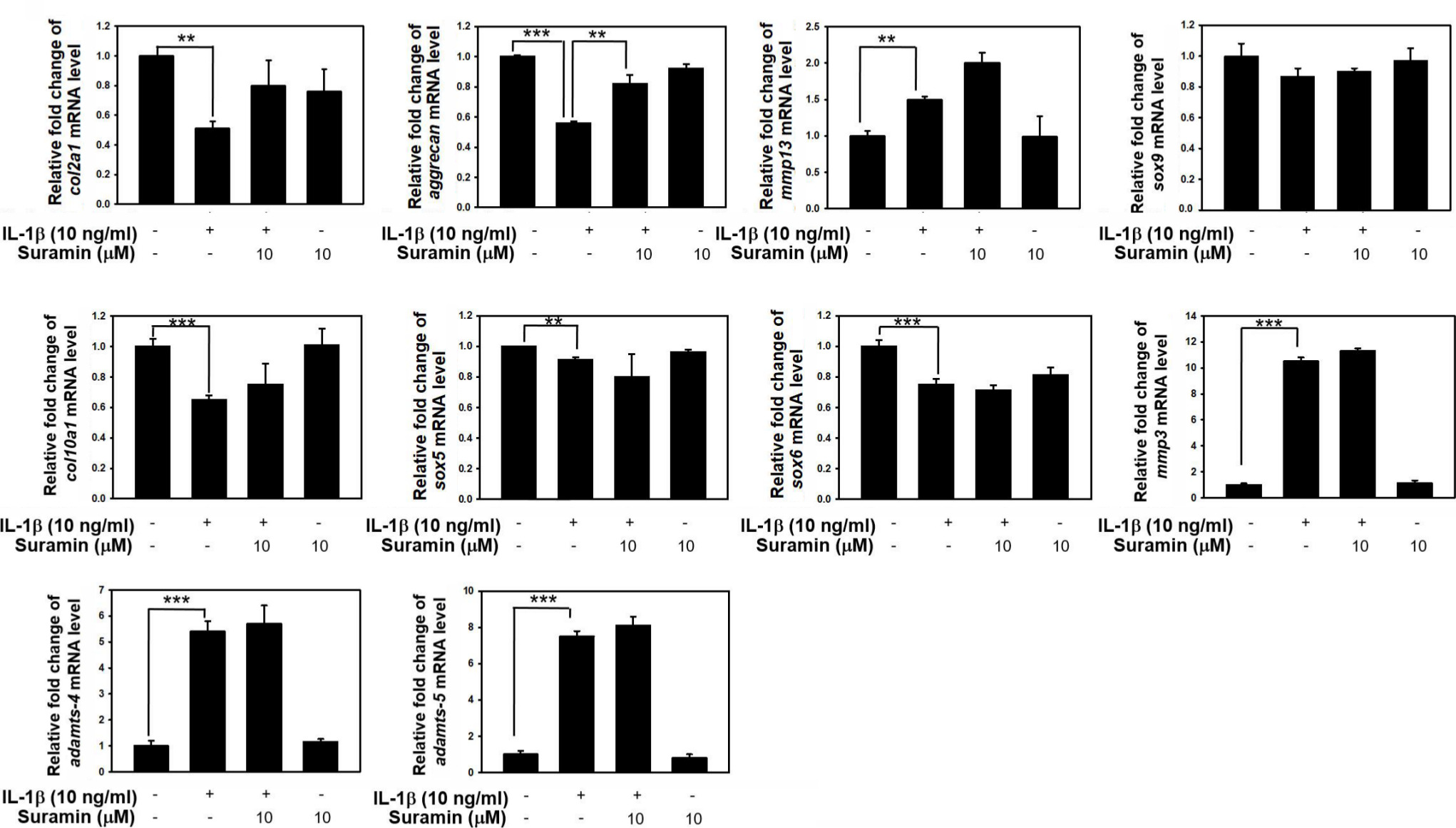 Fig. 2 
            Effect of suramin on interleukin (IL)-1β-induced anabolic and catabolic factors expression in nucleus pulposus (NP) cells. Sub-confluent NP cells were pretreated with 10 μM suramin for one hour, and then followed by treatment with 10 ng/ml IL-1β for 24 hours. Total RNA were extracted for real-time polymerase chain reaction analysis of collagen 2A (Col2a1), aggrecan, Col10a1, SRY-Box Transcription Factor 5 (Sox5), Sox6, Sox9, a disintegrin and metalloproteinase with thrombospondin motifs (ADAMTS)-4, ADAMTS-5, matrix metalloproteinase (MMP)-13, and MMP-3 messenger RNA (mRNA) expression. Data represent means and standard deviations (n = 3 to 5) (**p < 0.01, ***p < 0.001 compared with untreated control or IL-1β treated group).
          