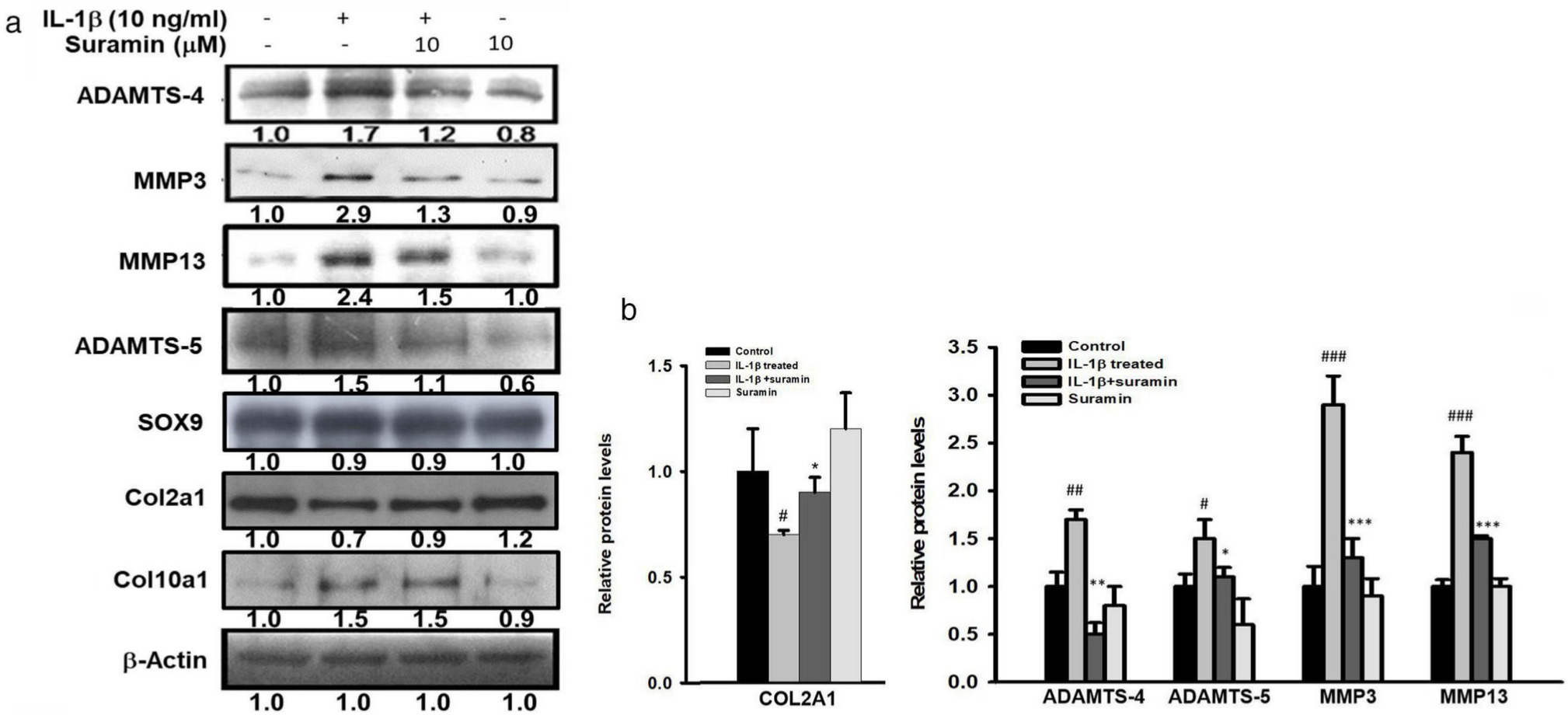 Fig. 3 
            Effect of suramin on interleukin (IL)-1β-induced anabolic and catabolic factors expression in nucleus pulposus (NP) cells. a) Western blotting of protein levels of matrix metalloproteinase (MMP)-3, MMP-13, a disintegrin and metalloproteinase with thrombospondin motifs (ADAMTS)-4, and ADAMTS-5 in NP cells treated with suramin combined with or without interleukin (IL)-1β (10 ng/ml) for 24 hours (n = 3 to 5). b) Semi-quantitative analysis of the protein levels of collagen 2A (COL2A1), ADAMTS-4, ADAMTS-5, MMP-3, and MMP-13. #p < 0.05, ##p < 0.01, ###p < 0.001 versus control group; *p < 0.05, **p < 0.01, ***p < 0.001 versus IL-1β group. SOX9, SRY-Box Transcription Factor 9.
          
