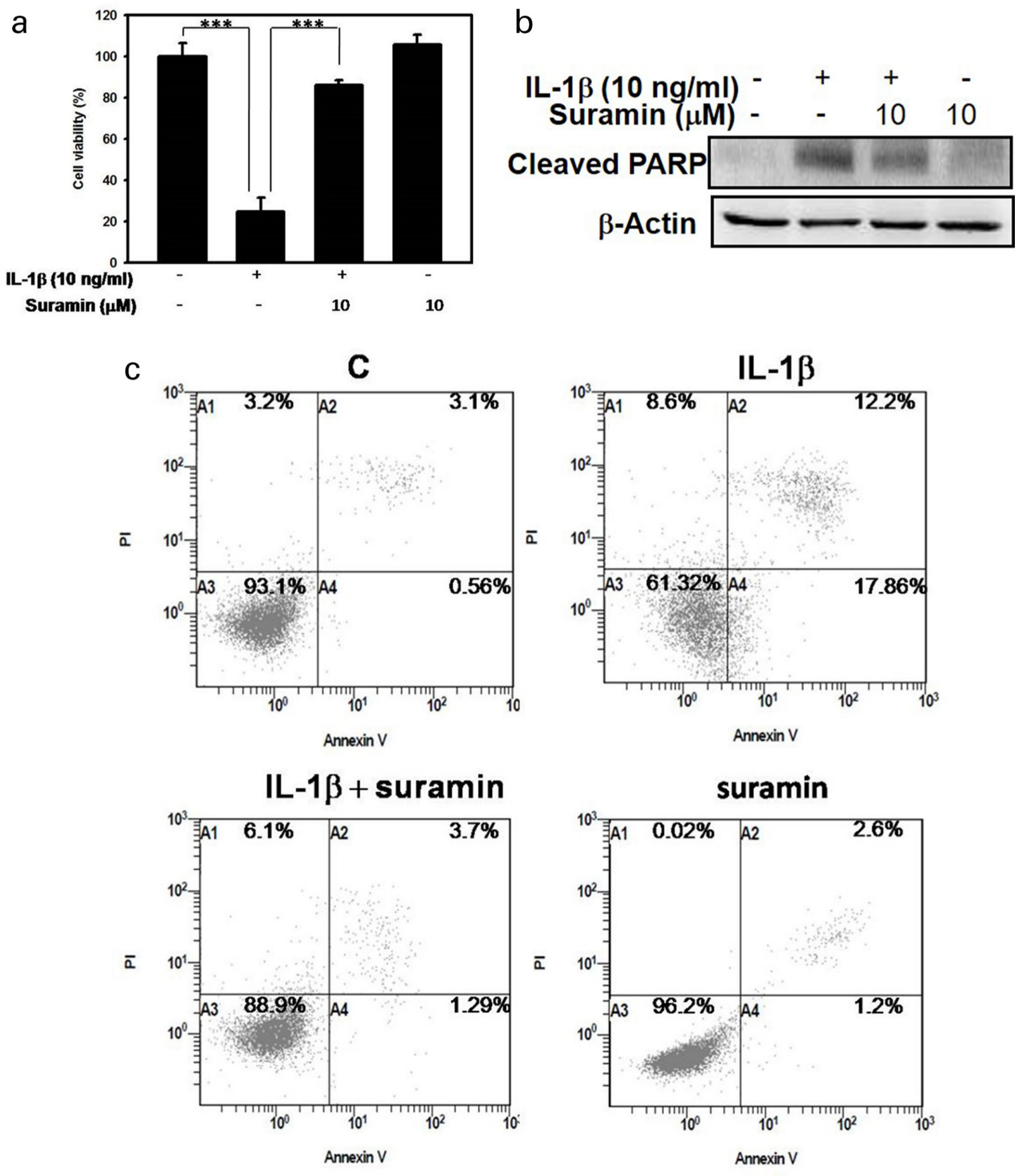 Fig. 4 
            Effect of suramin on interleukin (IL)-1β-induced apoptosis in nucleus pulposus (NP) cells. a) The NP cells were treated with 10 ng/ml IL-1β, 10 μM suramin, or suramin plus IL-1β for 72 hours and cell viability was determined by 3-(4,5-dimethylthiazol-2-yl)-2,5-diphenyltetrazolium bromide (MTT) assay. Values are expressed as the mean and standard deviation of triplicate measurements (***p < 0.001 compared with untreated control). b) Western blot was used to measure the protein levels of cleaved polyadenosine diphosphate-ribose polymerase (PARP) in NP cells treated with 10 ng/ml IL-1β, 10 µM suramin, or suramin plus IL-1β for 72 hours. c) NP cells were cultured in the absence or presence of IL-1β with or without the addition of suramin. The percentages of Annexin V/propidium iodide (PI)-positive cells are shown, represented in the boxed regions (n = 3). c, control.
          