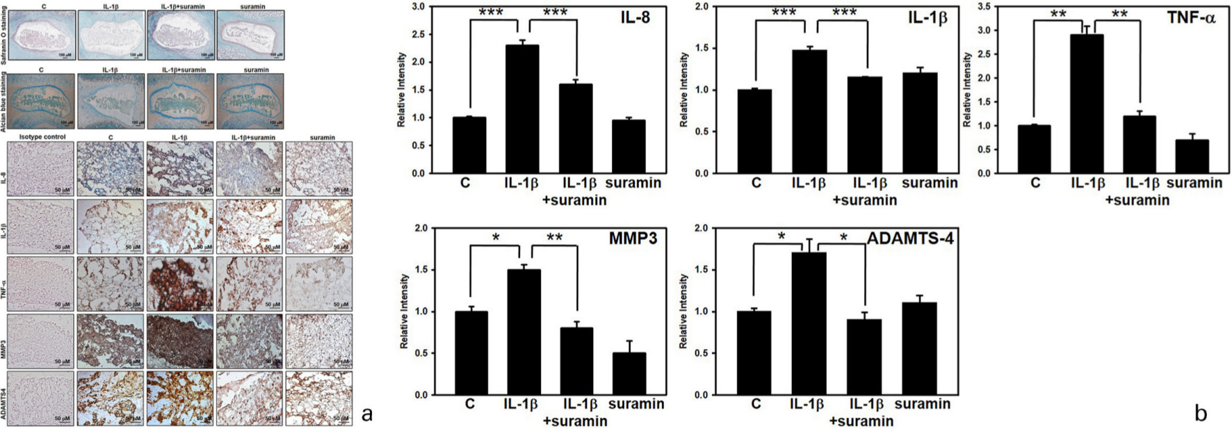 Fig. 8 
            Effect of suramin on nucleus pulposus (NP) matrix degeneration in an ex vivo rat NP model. a) The rat discs were dissected and incubated with vehicle (n = 5) or interleukin (IL)-1β (100 ng/ml) (n = 5), combined with or without suramin for seven days. Harvested discs were fixed in 4% paraformalin, and then decalcified followed by paraffin embedment. Serial disc sections of exactly 5 μm thickness were prepared for slides, and Safranin O-fast green (upper panel) and alcian blue (middle panel) staining was performed. Immunocytochemical analysis of IL-1β, IL-8, tumour necrosis factor alpha (TNF-α), matrix metalloproteinase (MMP)-3, and a disintegrin and metalloproteinase with thrombospondin motifs (ADAMTS)-4 in NP sections of discs (lower panel). b) Relative staining intensity in the disc NP matrix of mice that were treated with vehicle (n = 5) or IL-1β (100 ng/ml) (n = 5) combined with (n = 5) or without (n = 5) suramin for seven days. *p < 0.05, **p < 0.01, ***p < 0.001. c, control.
          