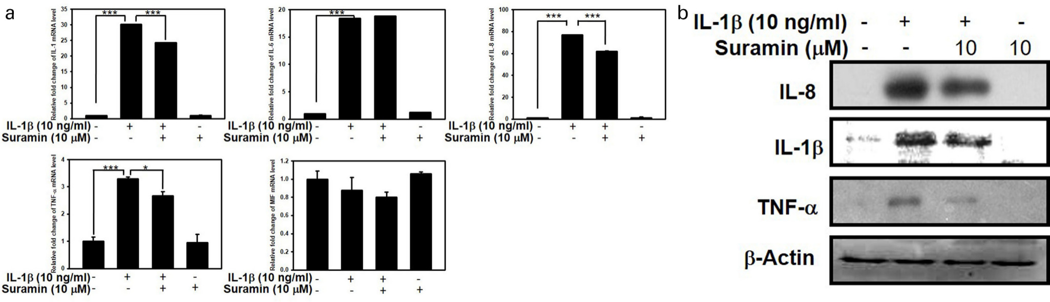 Fig. 9 
          Effect of suramin on interleukin (IL)-1β-induced proinflammmatory cytokines production. a) The nucleus pulposus (NP) cells were treated with or without 10 ng/ml IL-1β for 24 hours, following pretreatment with vehicle or suramin for 10 μM suramin for 24 hours. Total RNA were extracted for real-time PCR analysis of IL-1β, IL-6, IL-8, tumour necrosis factor alpha (TNF-α), and macrophage migration inhibitory-1 (MIF) messenger RNA (mRNA) expression. b) NP cells were treated with 10 ng/ml IL-1β for 24 hours, following pretreatment with vehicle or 10 μM suramin for one hour. The cell lysates are collected for western blot to measure the IL-1, IL-8, and TNF-α, respectively. The expression of glyceraldehyde 3-phosphate dehydrogenase (gapdh) or β-actin was used as an internal control of real-time polymerase chain reaction or western blot, respectively. *p < 0.05, ***p < 0.001. All data are shown as the mean and standard deviation (n = 3 to 5) and were analyzed by independent-samples t-test.
        