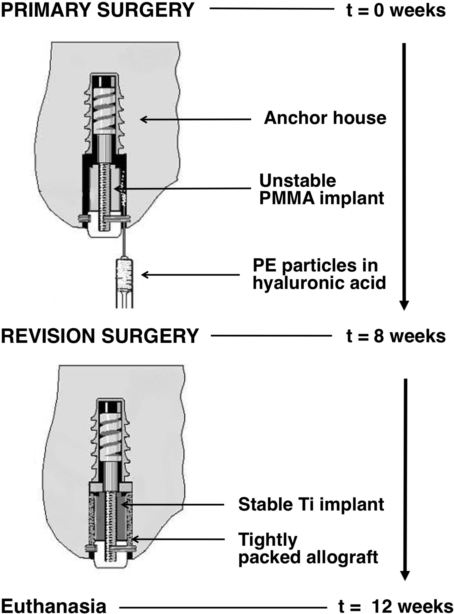 Fig. 2 
            Illustration of revision protocols time sequence (right) and surgical procedures (left). At primary surgery (t = 0 weeks), a micromotion device, with a poly(methyl methacrylate) (PMMA) implant attached, was inserted into the medial condyle of each stifle joint with particulate polyethylene (PE) particles, representing a loose cement mantle and wear particles. At revision procedure (t = 8 weeks), the cavity was reamed and the PMMA implant replaced with a titanium (Ti) revision implant impacted with allograft. The animals were observed for an additional four weeks before euthanasia (t = 12 weeks).
          