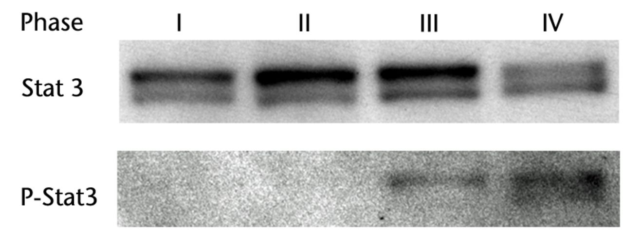 Figs. 3a - 3b 
            
              Figure 3a – western blotting of
Stat3 and P-Stat3 in each phase. Figure 3b – bar chart showing the
mean P-Stat3 quantification using ImageJ software. Error bars represent
the standard deviation.
          