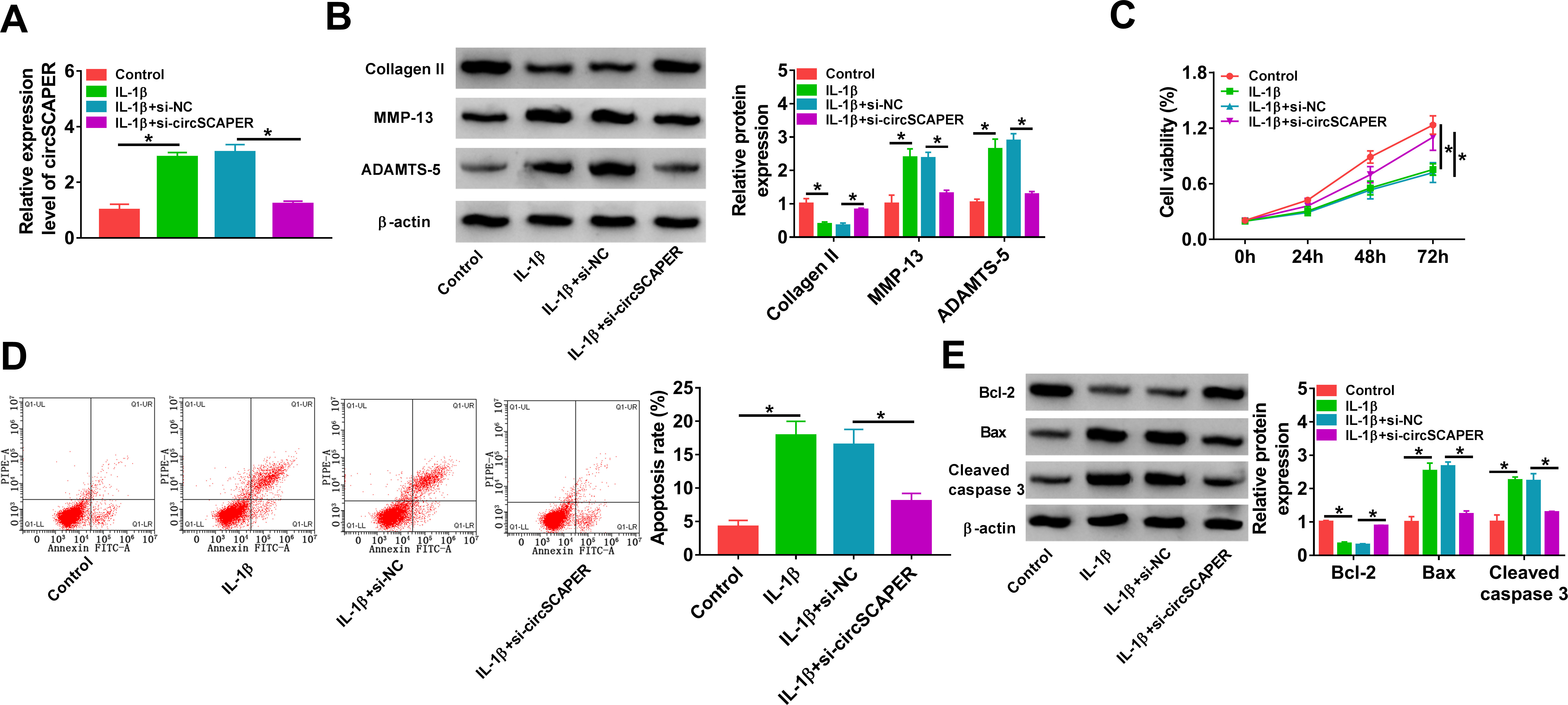 Fig. 2 
            CircSCAPER knockdown attenuates interleukin (IL)-1β-induced chondrocyte dysfunction. a) to e) C28/I2 cells were transfected with circSCAPER-specific small interfering RNA (siRNA) (si-circSCAPER) and negative control (si-NC), followed by treatment with IL-1β (10 ng/l) for 24 hours. a) Quantitative real-time polymerase chain reaction (qRT-PCR) analysis of circSCAPER expression in cells. b) Western blot analysis of matrix metallopeptidase 13 (MMP-13), a disintegrin and metalloproteinase with thrombospondin motifs (ADAMTS-5), and collagen II protein levels in cells. c) Cell counting kit-8 (CCK-8) assay for cell proliferation. d) Flow cytometry for cell apoptosis. e) Western blot analysis of B-cell lymphoma-2 (Bcl-2), Bcl-2-associated X (Bax), and cleaved caspase 3 protein levels in cells. One-way analysis of variance (ANOVA), *p < 0.05. All of the experiments were performed in triplicate.
          