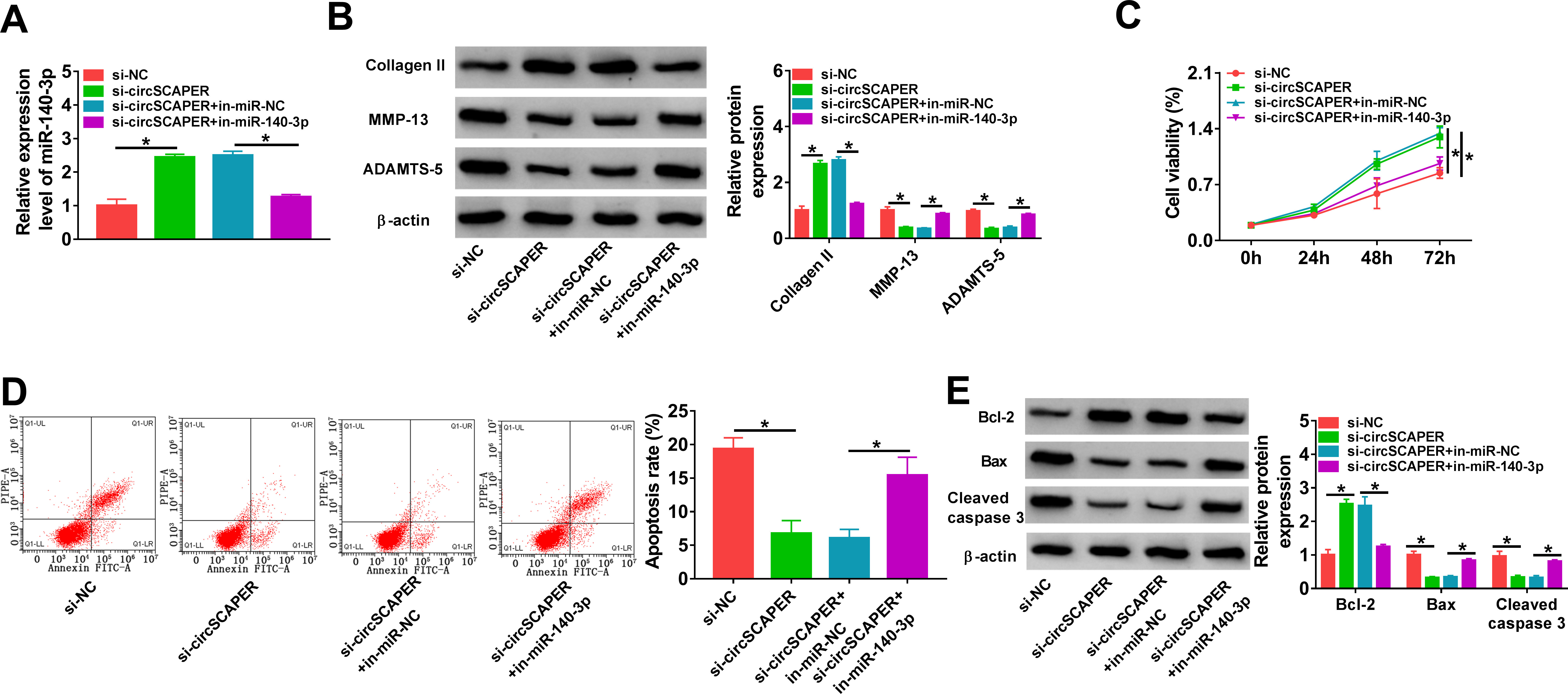 Fig. 4 
            CircSCAPER knockdown attenuates interleukin (IL)-1β-induced chondrocyte dysfunction via microRNA (miR)-140-3p. a) to e) C28/I2 cells were transfected with circSCAPER-specific small interfering RNA (siRNA) (si-circSCAPER), si-negative control (NC), si-circSCAPER+in-miR-NC, or si-circSCAPER+in-miR-140-3p, followed by treatment with IL-1β (10 ng/l) for 24 hours. a) Quantitative real-time polymerase chain reaction (qRT-PCR) analysis of miR-140-3p level in cells. b) Western blot analysis of matrix metallopeptidase 13 (MMP-13), a disintegrin and metalloproteinase with thrombospondin motifs (ADAMTS)-5, and collagen II protein levels in cells. c) Cell counting kit-8 (CCK-8) assay for cell proliferation. d) Flow cytometry for cell apoptosis. e) Western blot analysis of B-cell lymphoma-2 (Bcl-2), Bcl-2-associated X (Bax), and cleaved caspase 3 protein levels in cells. One-way analysis of variance (ANOVA), *p < 0.05. All of the experiments were performed in triplicate. NC, negative control.
          