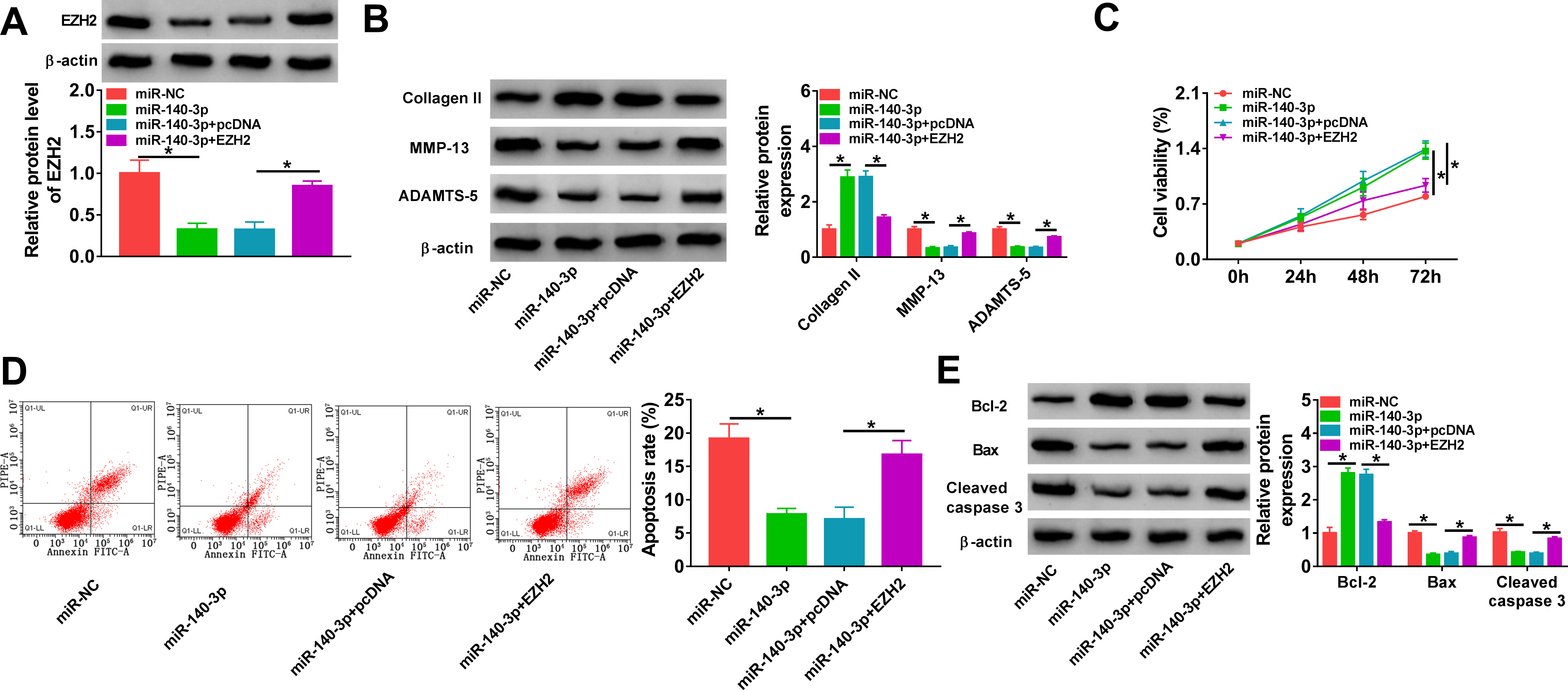 Fig. 6 
            MicroRNA (miR)-140-3p protects chondrocytes against interleukin (IL)-1β-induced dysfunction through enhancer of zeste homolog 2 (EZH2). a) to e) C28/I2 cells were transfected with miR-NC, miR-140-3p, miR-140-3p+pcDNA, or miR-140-3p+EZH2, followed by treatment with IL-1β (10 ng/l) for 24 hours. a) Western blot analysis of EZH2 protein level in cells. b) Western blot analysis of matrix metallopeptidase 13 (MMP-13), a disintegrin and metalloproteinase with thrombospondin motifs (ADAMTS)-5, and collagen II protein levels in cells. c) Cell counting kit-8 (CCK-8) assay for cell proliferation. d) Flow cytometry for cell apoptosis. e) Detection of B-cell lymphoma-2 (Bcl-2), Bcl-2-associated X (Bax), and cleaved caspase 3 protein levels in cells using Western blot. One-way analysis of variance (ANOVA), *p < 0.05. All of the experiments were performed in triplicate.
          