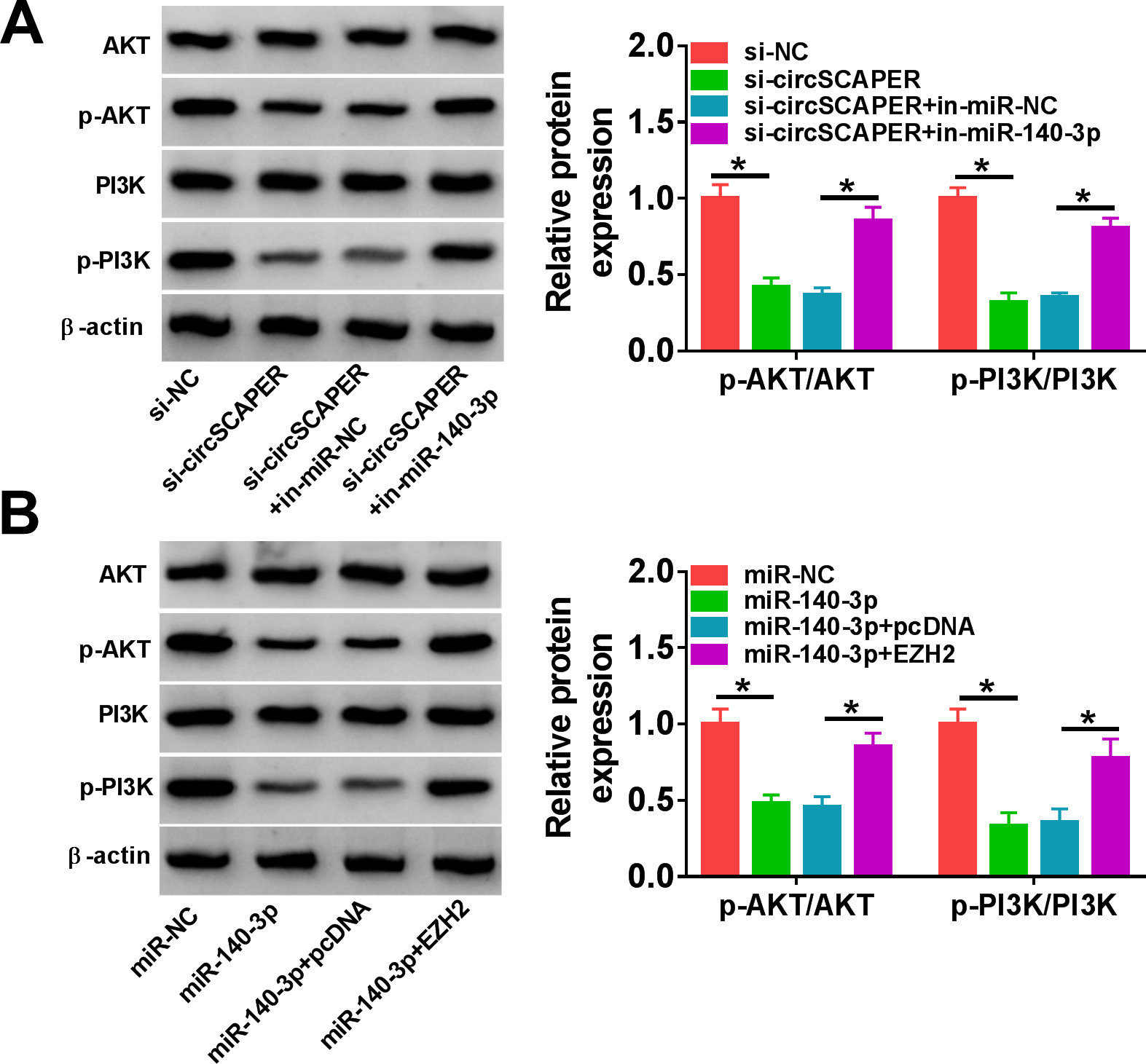Fig. 7 
            CircSCAPER can activate the phosphoinositide 3-kinase (PI3K)/protein kinase B (AKT) pathway through the microRNA (miR)-140-3p/enhancer of zeste homolog 2 (EZH2) axis. a) Western blot analysis of p-AKT and p-PI3K levels in C28/I2 cells transfected with circSCAPER-specific small interfering RNA (siRNA) (si-circSCAPER), si-negative control (NC), si-circSCAPER+in-miR-NC, or si-circSCAPER+in-miR-140-3p in the presence of interleukin (IL)-1β. b) Western blot analysis of p-AKT and p-PI3K levels in C28/I2 cells transfected with miR-NC, miR-140-3p, miR-140-3p+pcDNA, or miR-140-3p+EZH2 in the presence of IL-1β. One-way analysis of variance, *p < 0.05. All of the experiments were performed in triplicate.
          
