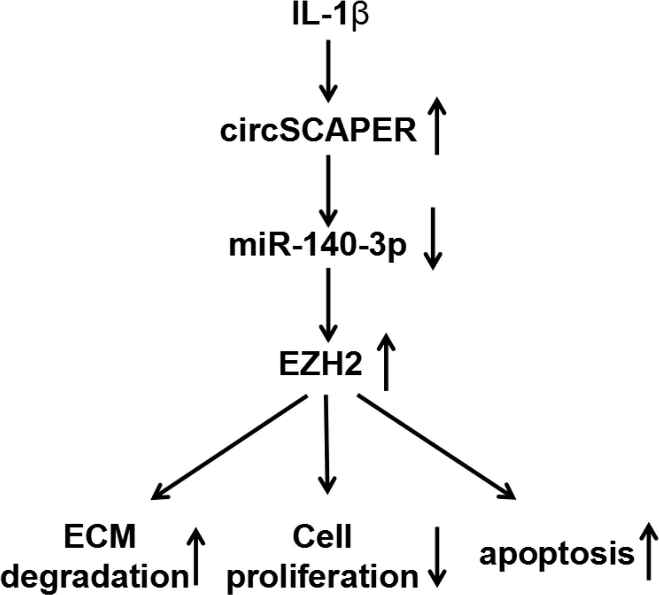 Fig. 8 
            Graphical abstract of how circSCAPER promotes interleukin (IL)-1β-induced chondrocyte dysfunction. CircSCAPER promotes IL-1β-stimulated extracellular matrix (ECM) degradation, proliferation arrest, and apoptosis enhancement in chondrocytes via regulating the microRNA (miR)-140-3p/enhancer of zeste homolog 2 (EZH2) axis.
          