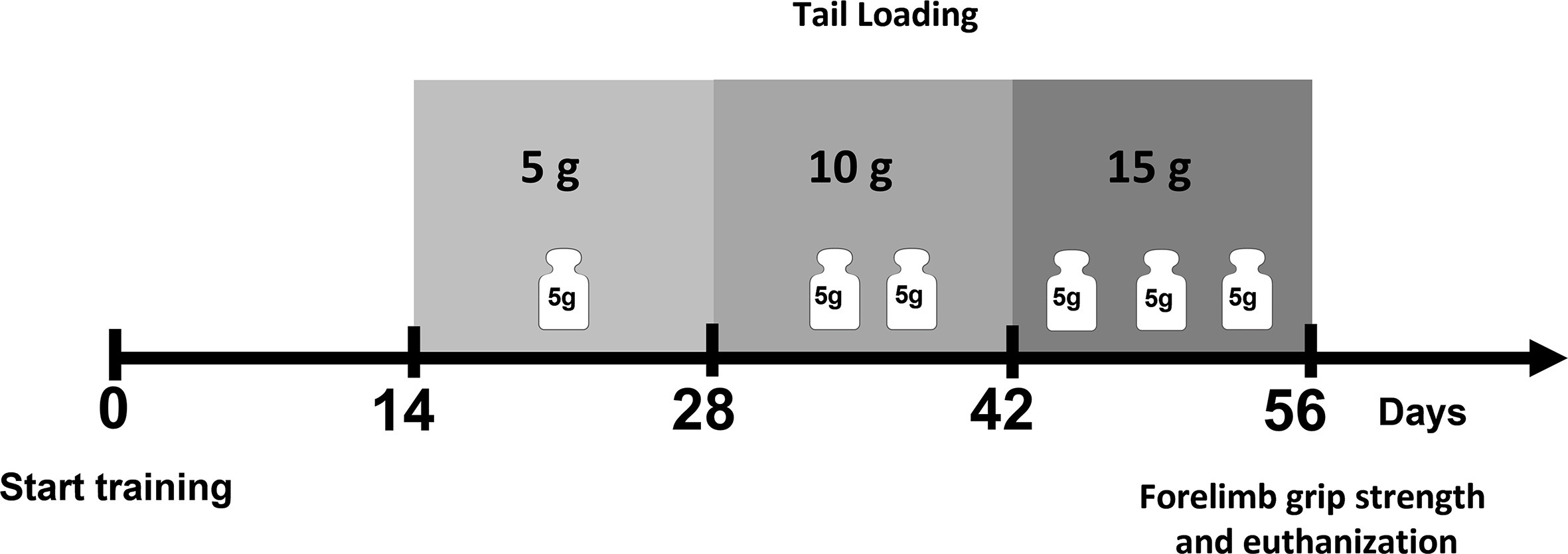 Fig. 1 
            Timeline of the weight loading and resistance training.
          