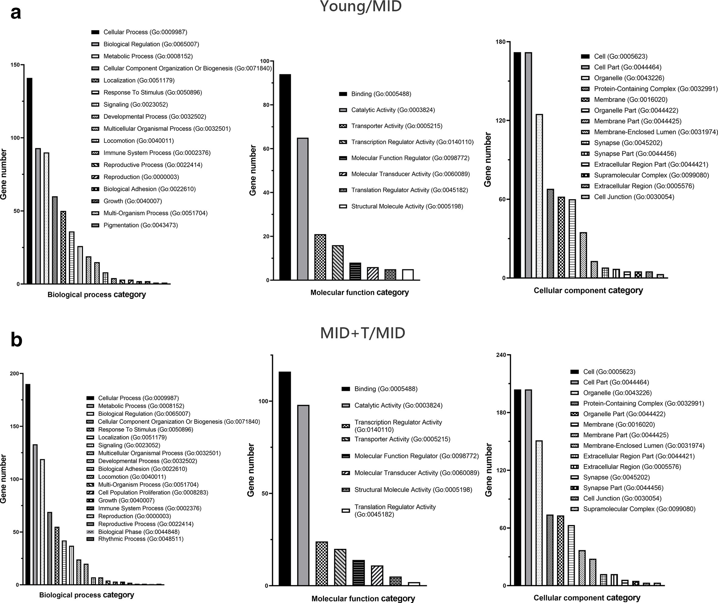 Fig. 6 
            The number of differentially expressed genes in each gene ontology term is shown in the histogram with the specification of the relevant biological process, molecular function, and cellular component. The differentially expressed genes were obtained from the a) young/MID and b) MID+ T/MID groups.
          