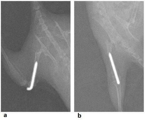 Fig. 1 
            Representative radiographs showing a surgically inserted Kirschner wire in the femoral canal in: a) lateral and b) anteroposterior (AP) views.
          