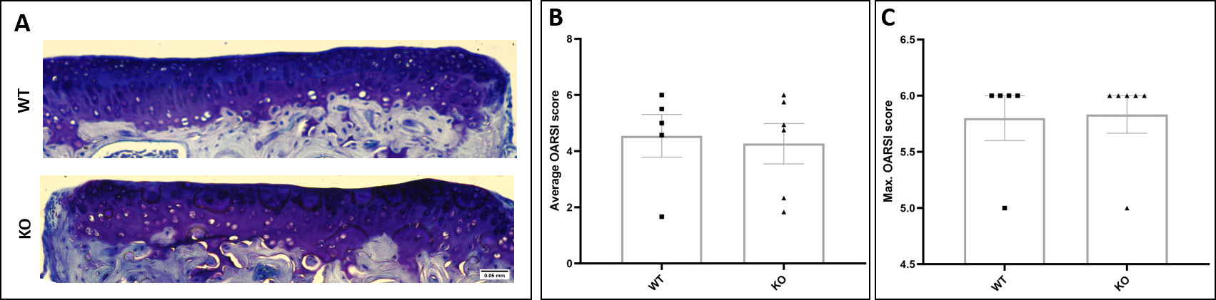 Fig. 5 
            Deletion of Socs2 does not prevent osteoarthritic articular cartilage lesions from ageing. a) Toluidine blue stained sections of the knee joint of 12- to 13-month-old WT and Socs2-/- (knockout (KO)) mice showing development of articular cartilage lesions in the medial tibia (10×). b) Mean articular cartilage damage Osteoarthritis Research Society International (OARSI) score across the knee joint and c) maximum articular cartilage damage OARSI score between wild type (WT) (n = 5) and KO (n = 6) mice with ageing, in the medial tibia of the knee joint. Scale bar = 0.05 mm. Data are presented as mean and standard error of the mean, and show individual animals; Mann-Whitney U test was used.
          