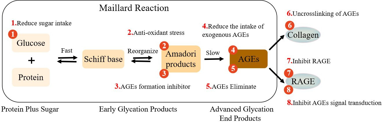Fig. 1 
            The process of advanced glycation end products (AGEs) generation, cross-linking with collagen (COL), and interaction with receptor for advanced glycation end products (RAGE). The numbers indicate eight strategies for intervention against AGEs. (1) Control of sugar intake, stabilization of blood sugar, and decreasing accumulation of AGEs. (2) Use of antioxidants to reduce oxidative stress and inhibit the last step of the Maillard reaction. (3) Use of AGEs to form inhibitors to decrease the production of AGEs. (4) Consumption of a low-AGEs diet to decrease the intake of exogenous AGEs. (5) Use of soluble forms of AGEs receptors or AGEs lysozyme to eliminate AGEs. (6) Use of medications (such as ALT-7I1) to break AGEs cross-links. (7) Inhibition of the AGEs receptor RAGE to prevent downstream signalling pathways from functioning. (8) Inhibition of AGEs signal transduction to block activated intracellular pathways.
          