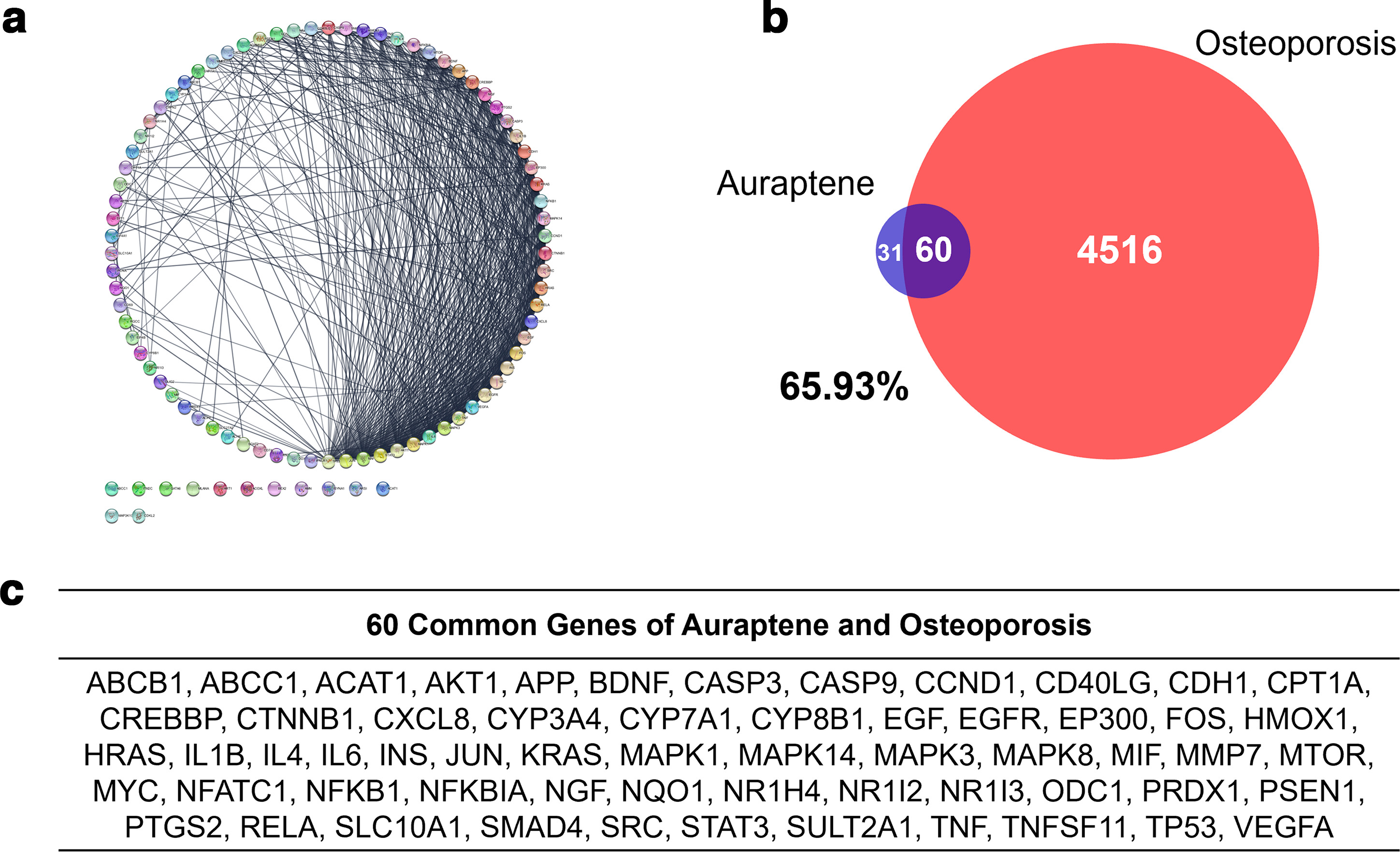 Fig. 1 
            a) Network of auraptene (AUR) with 91 nodes and 630 edges. b) Venn diagram of intersection targets between AUR network and the gene sets of osteoporosis disease. c) Common genes of AUR and osteoporosis.
          