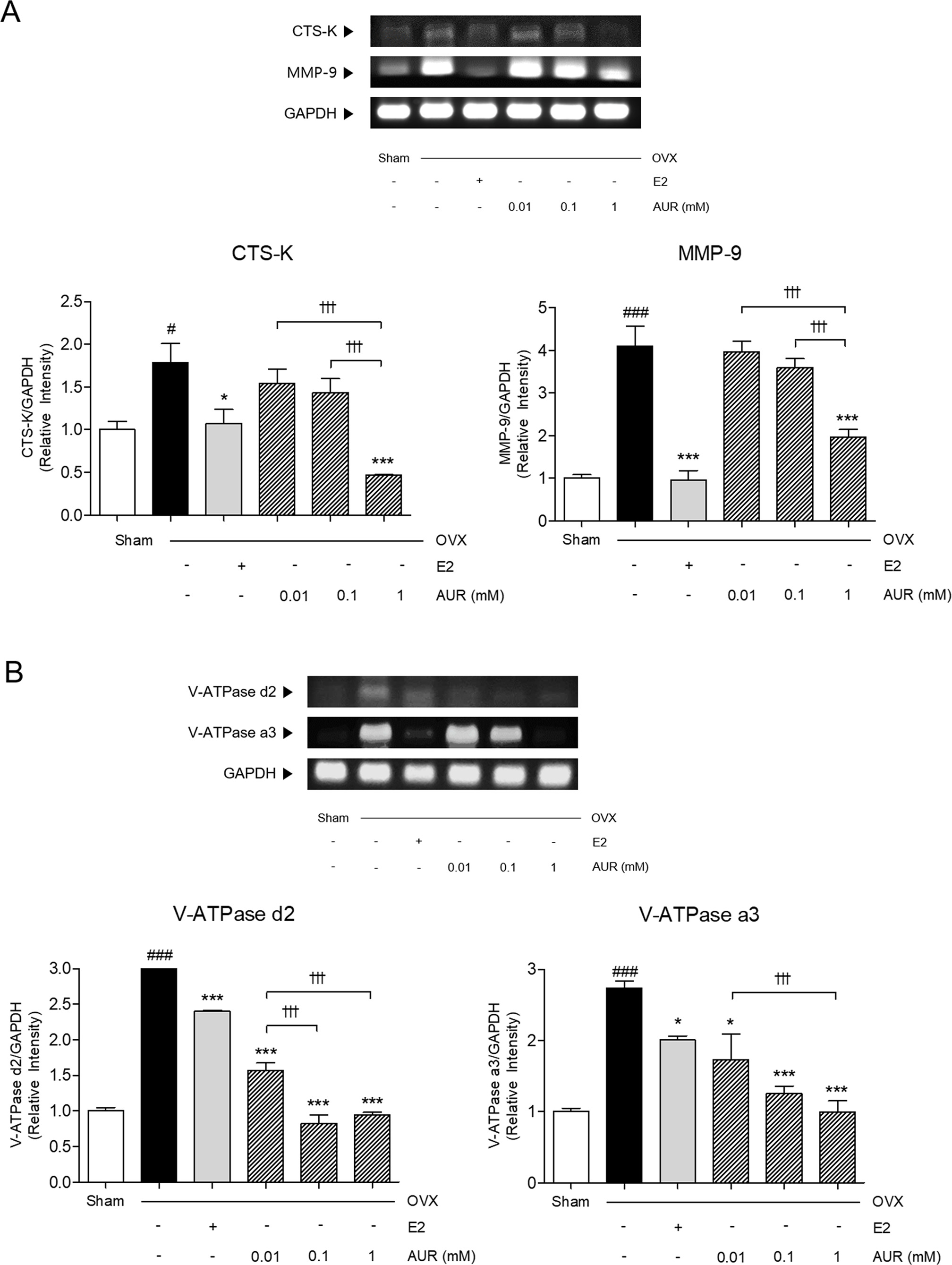 Fig. 7 
            Effects of auraptene (AUR) on the messenger RNA (mRNA) expression levels of osteoclastic markers including: a) cathepsin K (CTS-K) and matrix metalloproteinase (MMP)-9; and b) vacuolar ATPase (V-ATPase) d2 and V-ATPase a3 in femur (n = 7). Results are presented as mean (standard error of the mean). ##p < 0.01 and ###p < 0.001 versus Sham group; *p < 0.05, **p < 0.01, and ***p < 0.001 versus ovariectomized (OVX) group; †††p < 0.001 versus experimental groups (E2, AUR 0.01, AUR 0.1, and AUR 1). E2, 17β-estradiol group; GAPDH, glyceraldehyde 3-phosphate dehydrogenase.
          