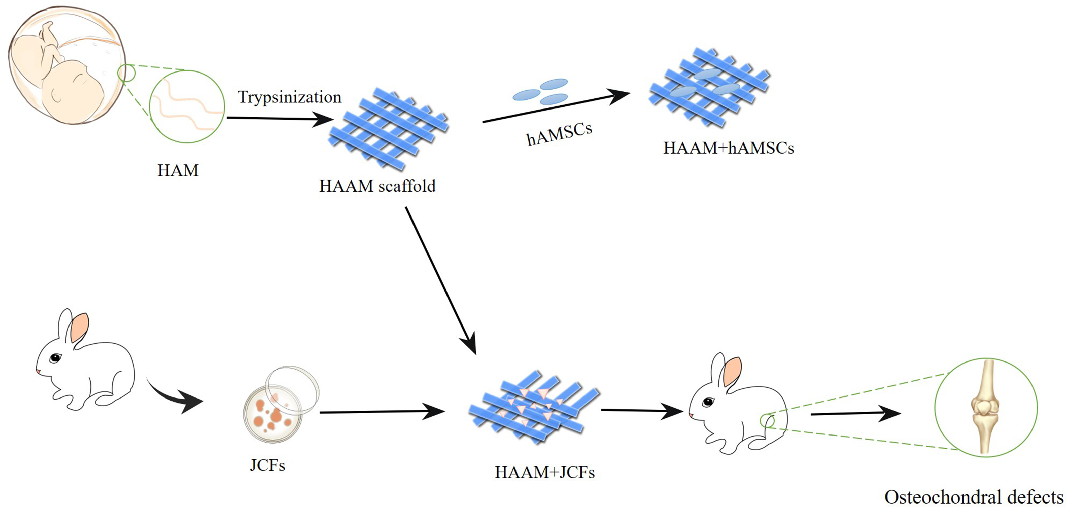 Fig. 1 
            Schematic diagram of the experimental procedure. HAAM scaffold, human acellular amniotic membrane scaffold; HAM, human amniotic membrane; hAMSCs, human amniotic mesenchymal stem cells; JCFs, juvenile cartilage fragments.
          
