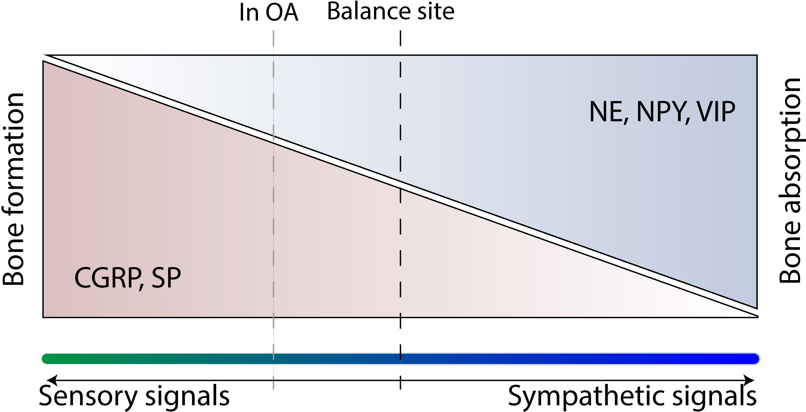 Fig. 4 
            The homeostasis of subchondral bone under the control of the nervous system. The homeostasis of subchondral bone is regulated by peripheral sensory and sympathetic signals. The higher sympathetic tone has a tendency of bone resorption, commonly coupled with increased production of neuropeptide such as norepinephrine (NE), neuropeptide Y (NPY), and vasoactiveintestinal polypeptide (VIP). In contrast, activation of sensory nerves leads to bone formation with production of neuropeptide, such as calcitonin gene-related peptide (CGRP) and substance P (SP). In normal conditions, the intensity between sensory signals and sympathetic signals are maintained in balance (the normal condition, black dash line). In osteoarthritis (OA), the balance is disrupted, and predominance of signals shifts from higher sympathetic nerve to sensory nerve during OA progression, coupled with deterioration of subchondral bone and OA pain. At the end stage, the abnormal balance emerges (the condition that sensory signals exceed the sympathetic signals, grey dash line), consistent with increased bone volume of subchondral bone.
          