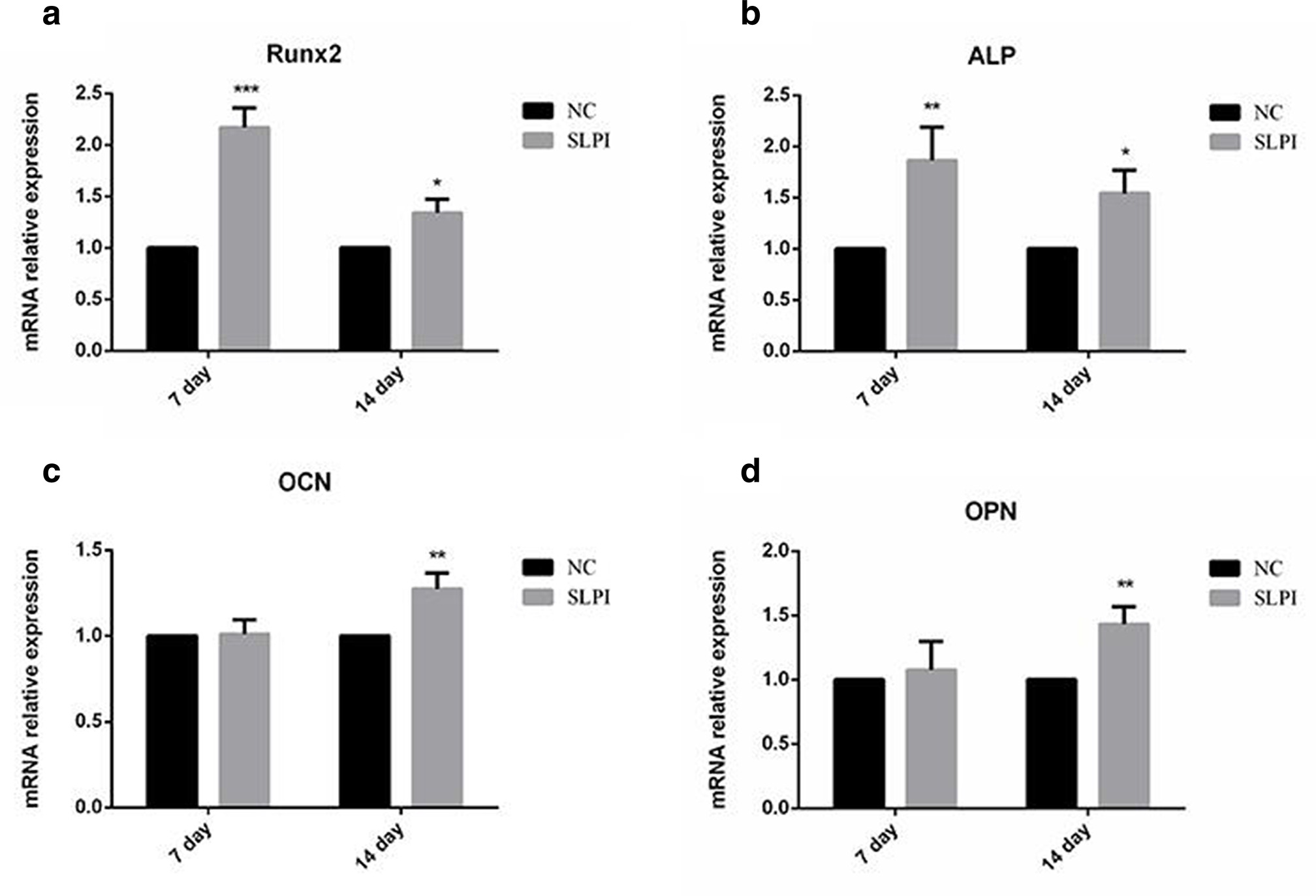 Fig. 4 
            After seven and 14 days of osteogenic induction, the levels of a) runt-related transcription factor 2 (Runx2), b) alkaline phosphatase (ALP), c) osteocalcin (OCN), and d) osteopontin (OPN) were measured by quantitative polymerase chain reaction (qPCR) (n = 3). Secretory leucocyte protease inhibitor (SLPI) increased the expression of Runx2, ALP, OCN, and OPN at different stages of osteogenic differentiation of bone mesenchymal stem cells (BMSCs). Runx2 and ALP increased significantly in the early stage of induction while OCN and OPN were upregulated in the more advanced stage of osteogenic induction. *p < 0.05; **p < 0.01; and ***p < 0.001. mRNA, messenger RNA; NC, negative control.
          