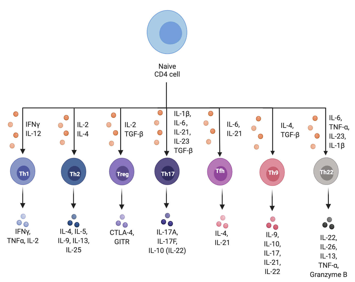 Fig. 2 
            The differentiation of the naïve CD4+ T cell. Naïve CD4 T cells differentiate into distinct T helper subpopulations upon activation, producing spectrum-specific cytokines. Depending on their cytokine profile, different types of Th cells exist. Th1 major cytokine products are interferon-γ (IFN-γ), tumour necrosis factor-α (TNF-α), and interleukin (IL)-2. Th2 cells produce IL-5, IL-9, IL-10, IL-13, IL-25, and dual-regulatory proteins. Another type of immunosuppressive T cells that can express CD25 are called regulatory T cells (Tregs); in addition to CD25, Treg cells also express cytotoxic T-lymphocyte antigen 4 (CTLA-4) and glucocorticoid-induced tumour necrosis factor receptor-related protein (GITR). A third major CD4 Th effector cell population, Th17, was subsequently identified to produce IL-17, and the signature cytokines of Th17 cells include IL-17A, IL-17F, and IL-22. Th17 cell differentiation is promoted by IL-1β, IL-6, IL-21, IL-23, and transforming growth factor-β (TGF-β). Another prominent subpopulation of Th cells are the T follicular helper (Tfh) cells, which promote humoral immunity within the germinal centre (GC). Th9 cells are derived from primary T cells and contain TGF-β and IL-4. TH9 cells produce not only IL-9, but also other cytokines such as IL-10, IL-17, IL-21, and IL-22. The differentiation of Th22 is mainly mediated by the transcription factor aromatic hydrocarbon receptor (AHR). Th22 cells can secrete IL-22, IL-13, IL-26, and TNF-α.
          