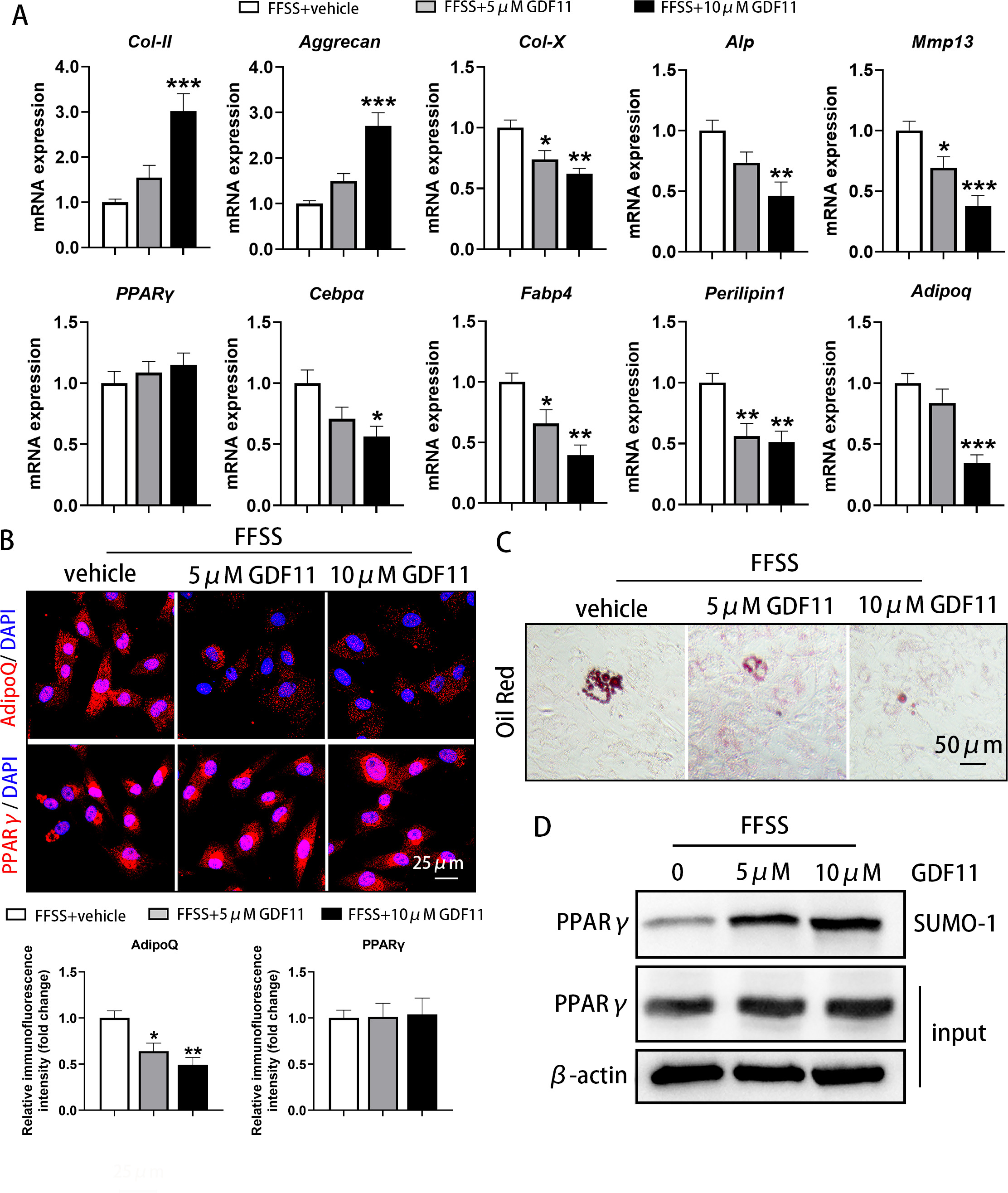 Fig. 4 
            Exogenous growth differentiation factor 11 (GDF11) alleviated the abnormal adipogenesis and differentiation of condylar chondrocytes induced by fluid flow shear stress (FFSS). a) Exogenous GDF11 increased the messenger RNA (mRNA) expression of type II collagen (Col-II) and Aggrecan, and decreased the mRNA expression of type X collagen (Col-X), alkaline phosphatase (ALP), matrix metallopeptidase 13 (Mmp13), CCAAT/enhancer-binding protein α (Cebpα), fatty acid binding protein 4 (Fabp4), Perilipin1, and Adiponectin (Adipoq) after FFSS stimulation in condylar chondrocytes when cultured in adipogenic induction medium for 21 days. However, it did not affect the changes in peroxisome proliferator-activated receptor γ (PPARγ) expression induced by FFSS. b) Exogenous GDF11 decreased the protein level of AdipoQ but had no influence on PPARγ expression in the cytoplasm of cultured condylar chondrocytes with adipogenic induction medium after FFSS stimulation. c) Exogenous GDF11 inhibited the enhanced formation of lipid droplets induced by FFSS in cultured condylar chondrocytes under adipogenic induction medium for 21 days. d) Exogenous GDF11 did not affect the FFSS-induced increase in PPARγ levels in the cytoplasm of cultured condylar chondrocytes, but it did significantly promote the post-translational modification by small ubiquitin-related modifier (SUMOylation) of PPARγ in chondrocytes when cultured in adipogenic induction medium for 21 days. *p < 0.05, **p < 0.01, ***p < 0.001 compared with the FFSS + vehicle group, one-way analysis of variance (ANOVA). DAPI, 4′,6-diamidino-2-phenylindole; SUMO, small ubiquitin-related modifier.
          