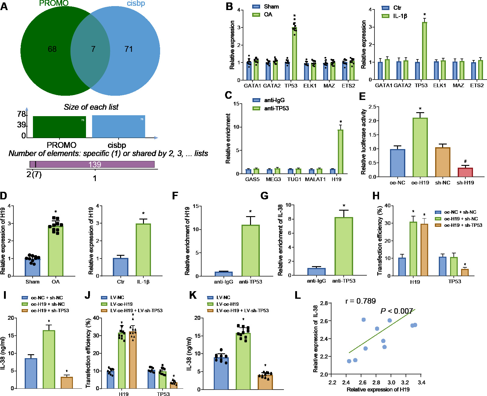 Fig. 3 
            Long noncoding RNA (lncRNA) H19 increases interleukin (IL)-38 expression through transcription factor TP53. a) Prediction of potential transcription factors regulating IL-38 by PROMO and CIS-BP databases. b) Messenger RNA (mRNA) expression of ETS1, TP53, GATA2, GATA1, ELK1, MAZ, and ETS2 in osteoarthritis (OA) mice and chondrocytes. *p < 0.05 versus sham-operated mice or control chondrocytes. c) TP53 enrichment of lncRNAs GAS5, MEG3, TUG1, MALAT1, and H19 determined by RNA binding protein immunoprecipitation (RIP) assay. Results are normalized to immunoglobulin G (IgG). *p < 0.05 versus anti-IgG. d) mRNA expression of lncRNA H19 in OA mice (n = 10) and chondrocytes. *p < 0.05 versus sham-operated mice or control chondrocytes. e) Relative luciferase activity of IL-38 promoter in OA chondrocytes after various treatments. *p < 0.05 versus OA chondrocytes treated with oe-negative control (NC), #p < 0.05 versus OA chondrocytes treated with sh-NC. f) Relative enrichment of lncRNA H19 by TP53 determined by RIP assay. *p < 0.05 versus anti-IgG. g) Relative enrichment of IL-38 by TP53 in OA chondrocytes determined by chromatin immunoprecipitation (ChIP) assay. *p < 0.05 versus anti-IgG. h) Transfection efficiency in OA chondrocytes detected by quantitative reverse transcription polymerase chain reaction (RT-qPCR). *p < 0.05 versus OA chondrocytes treated with both oe-NC and sh-NC. i) IL-38 level in OA chondrocytes after various treatments. *p < 0.05 versus OA chondrocytes co-treated with oe-NC and sh-NC. j) Transfection efficiency in OA mice detected by RT-qPCR. *p < 0.05 versus OA mice treated with lentivirus vector (LV)-NC. k) IL-38 levels in OA mice after various treatments. *p < 0.05 versus OA mice treated with LV-NC. l) Pearson analysis for the expression of lncRNA H19 and IL-38 in knee joint cartilage tissues from OA mice. The measurement data were expressed as mean (standard deviation). Comparison between two groups was conducted by independent-samples t-test. Comparison among multiple groups was conducted by one-way analysis of variance, followed by Tukey’s post hoc test; n = 10. The cell experiment was repeated three times independently. Ctr, control.
          