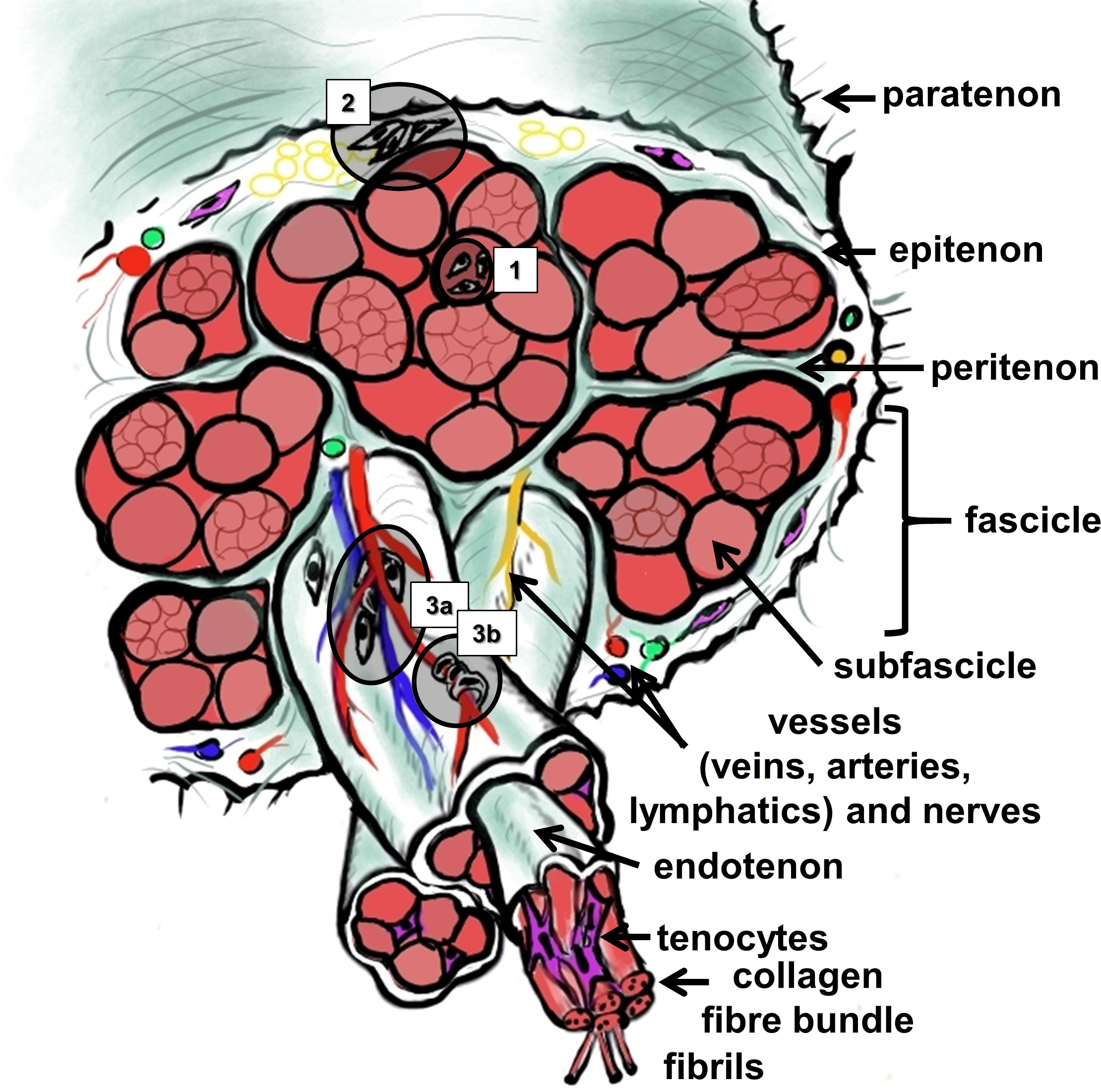 Fig. 2 
            Scheme of the microscopic anatomy of the Achilles tendon. The stem cell niches are numbered (1: within the tendon proper; 2: within the epi/paratenon; interfascicular niches comprise 3a: perivascular; and 3b: niches within the wall of small vessels, containing pericytes). The image was created by G. G. Schulze-Tanzil using Krita 4.1.7 (Krita Foundation, The Netherlands).
          